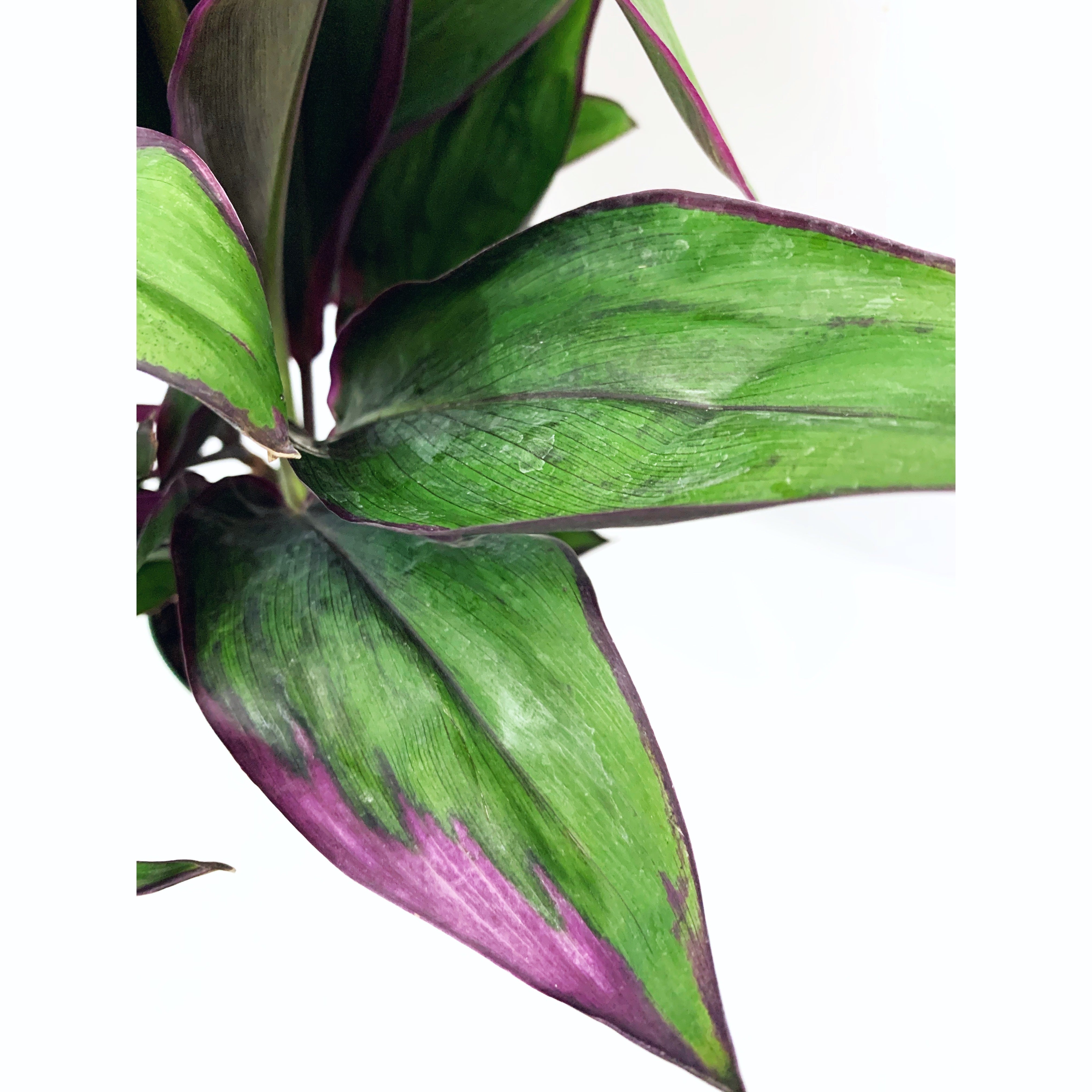 Cordyline Purple Prince