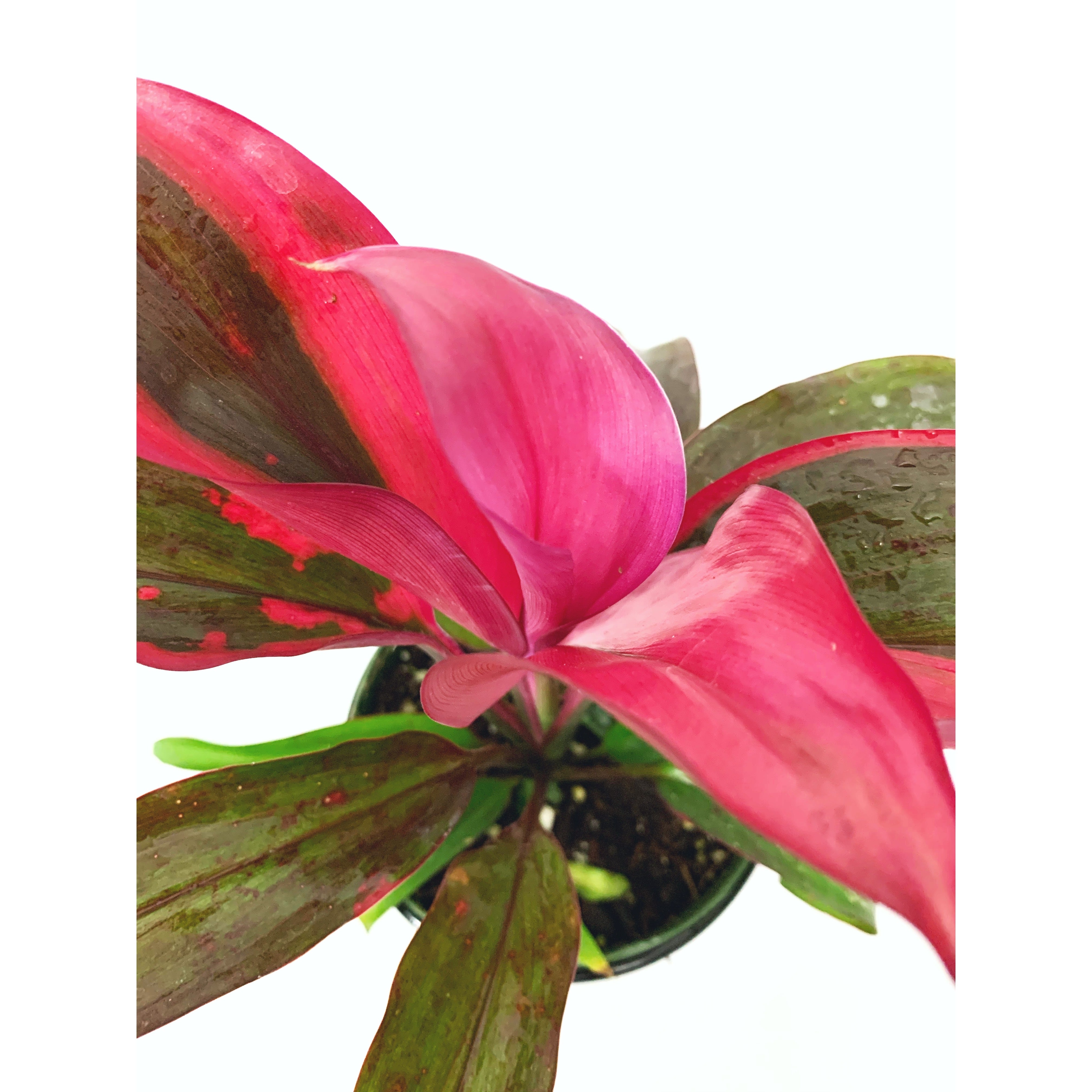 Cordyline Red Sister