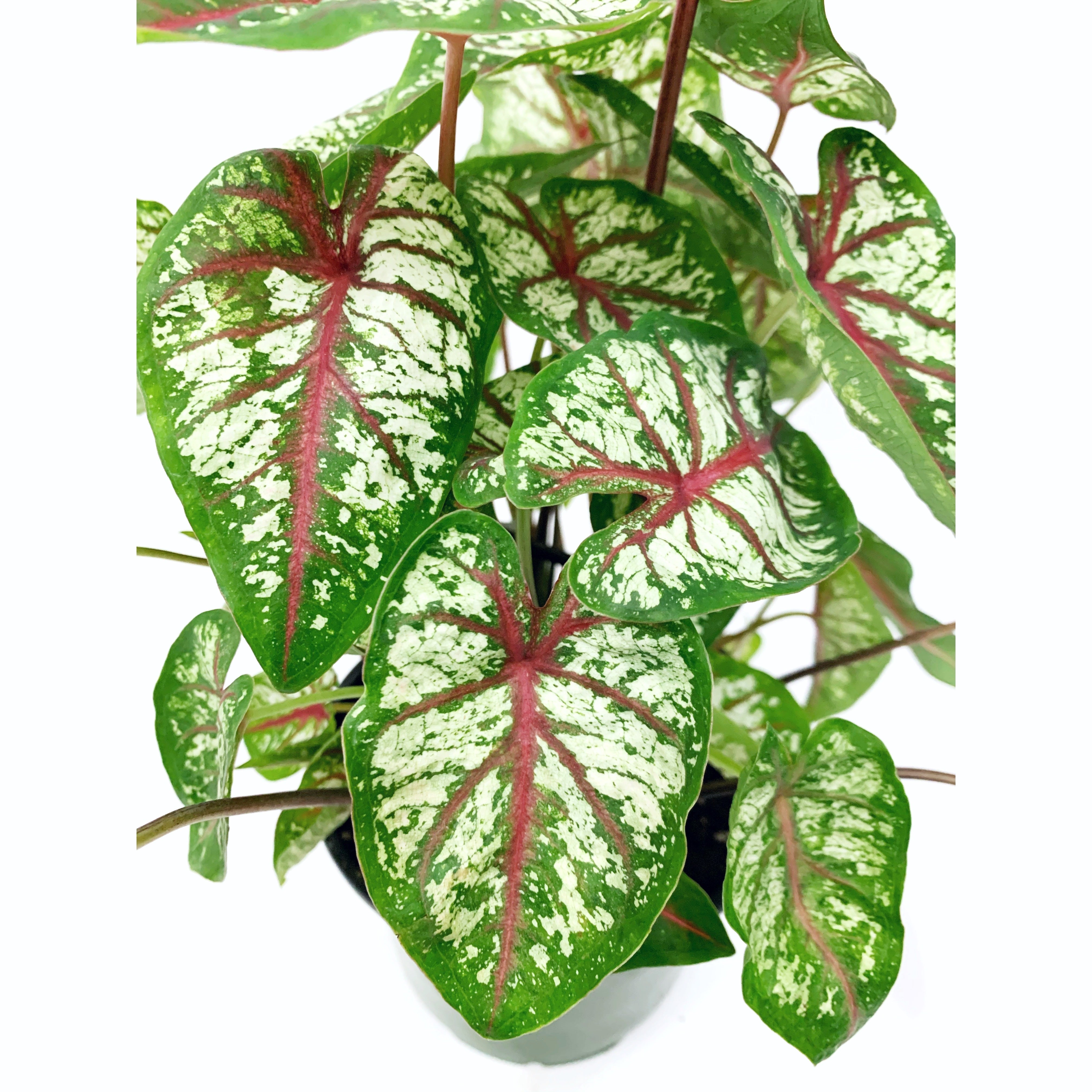 Caladium Carousel