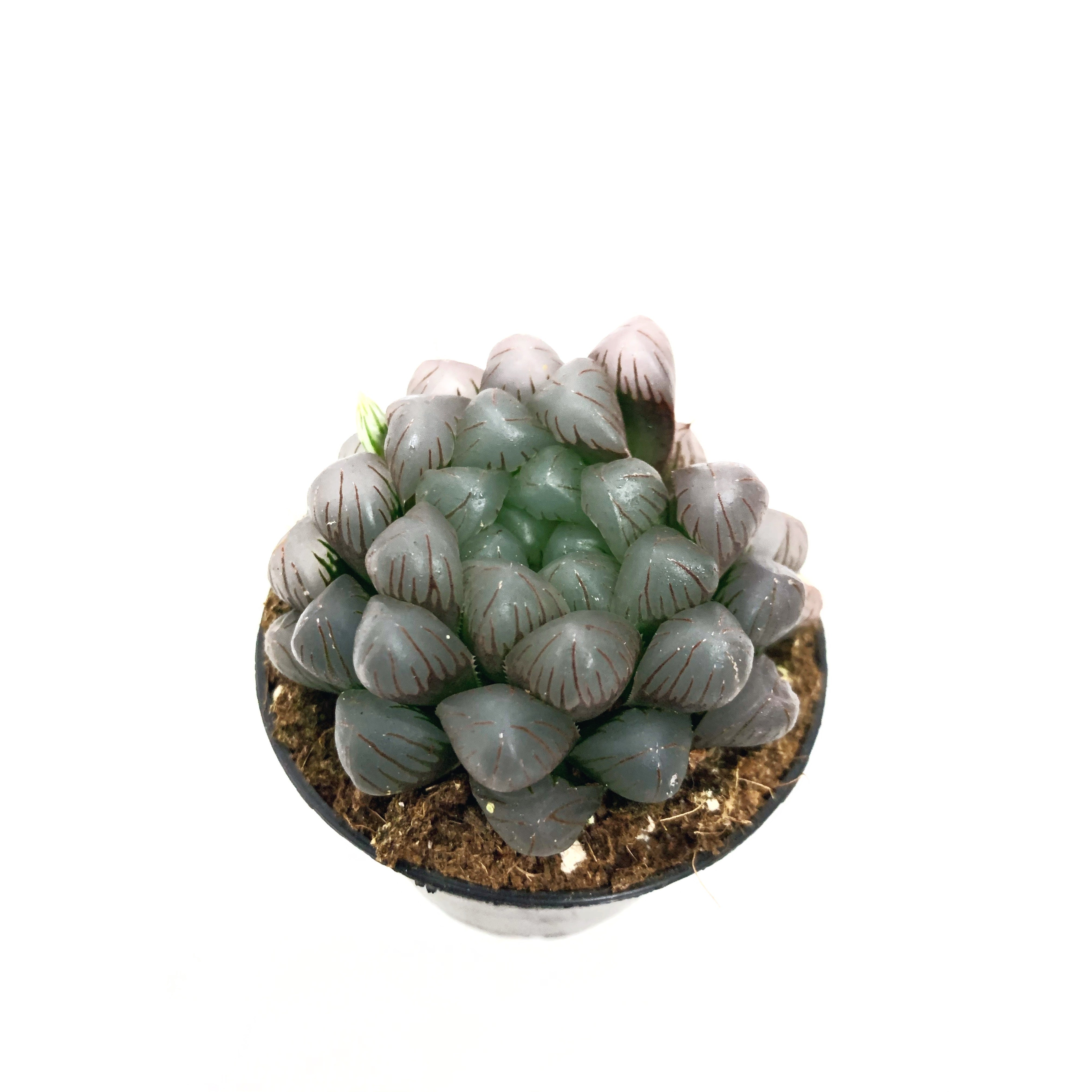 Haworthia Cooperi