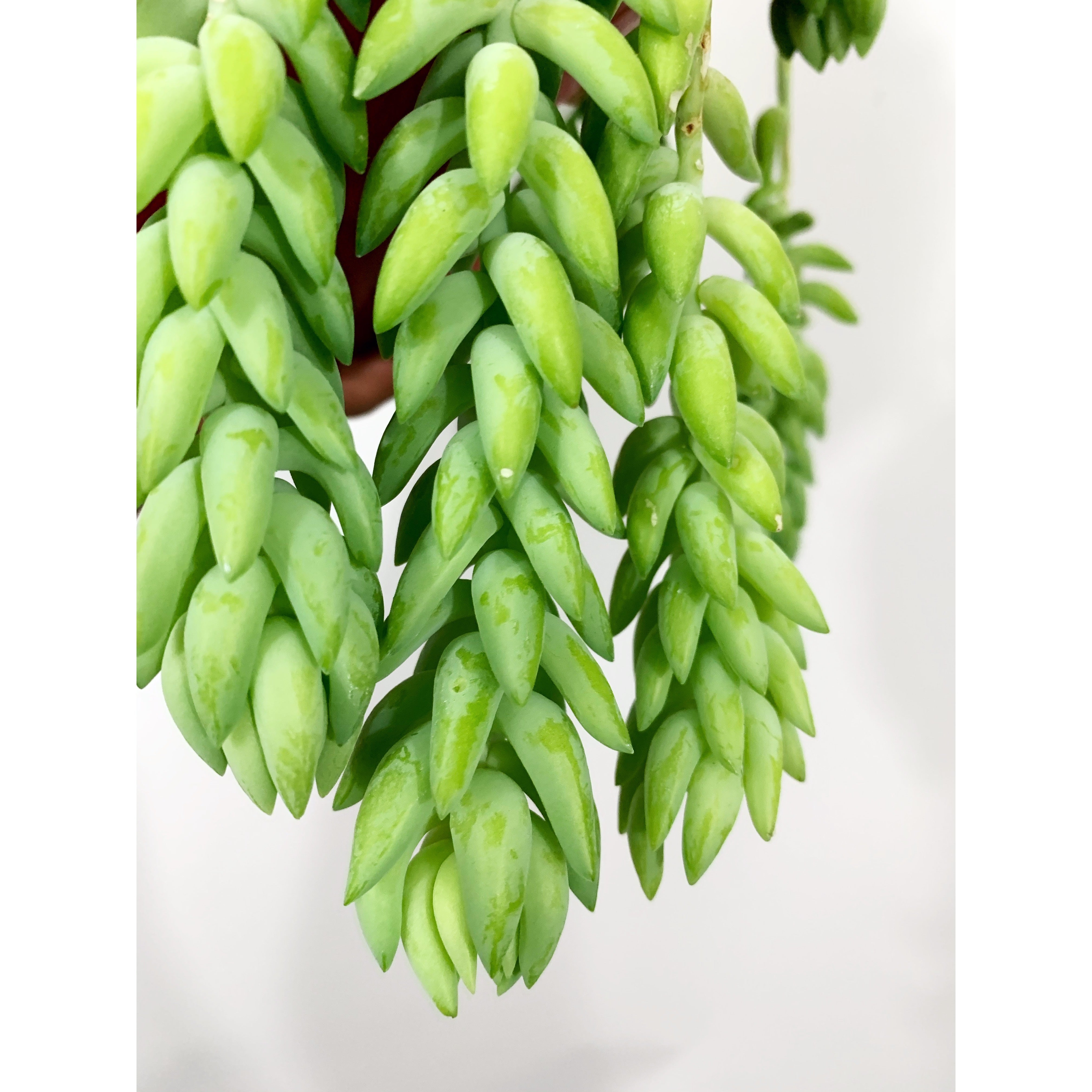 Burro Tail