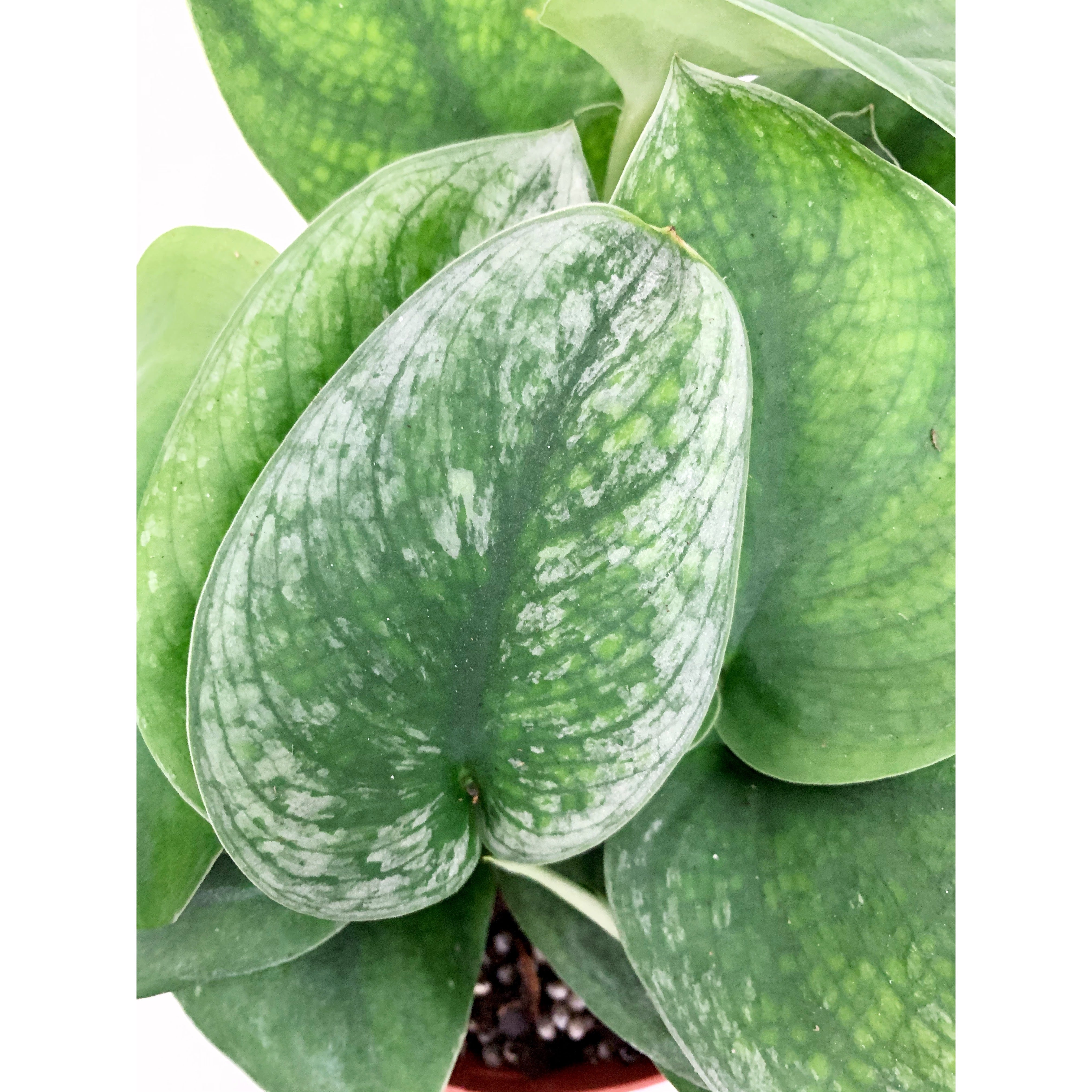 Scindapsus Green Satin