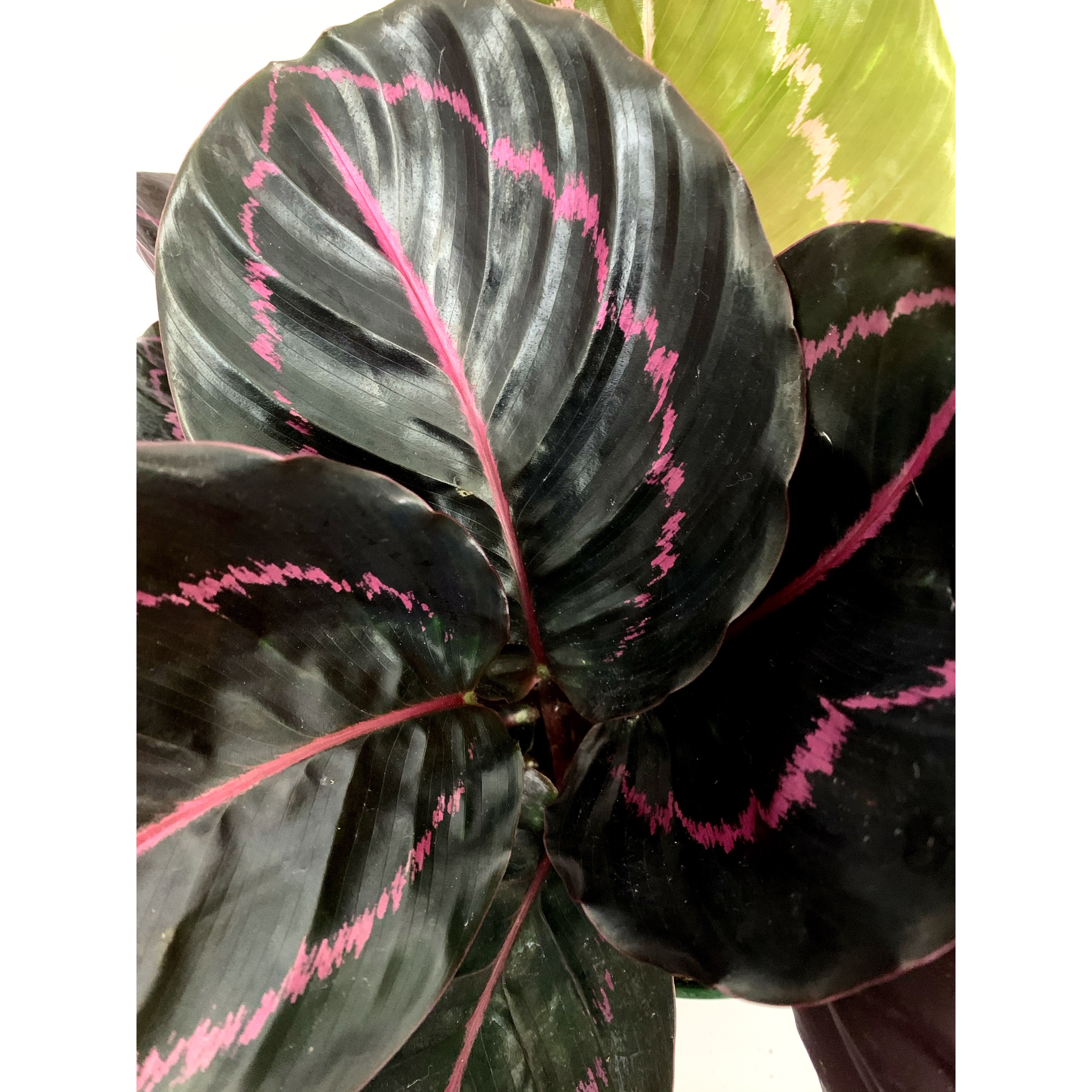 Calathea Dottie