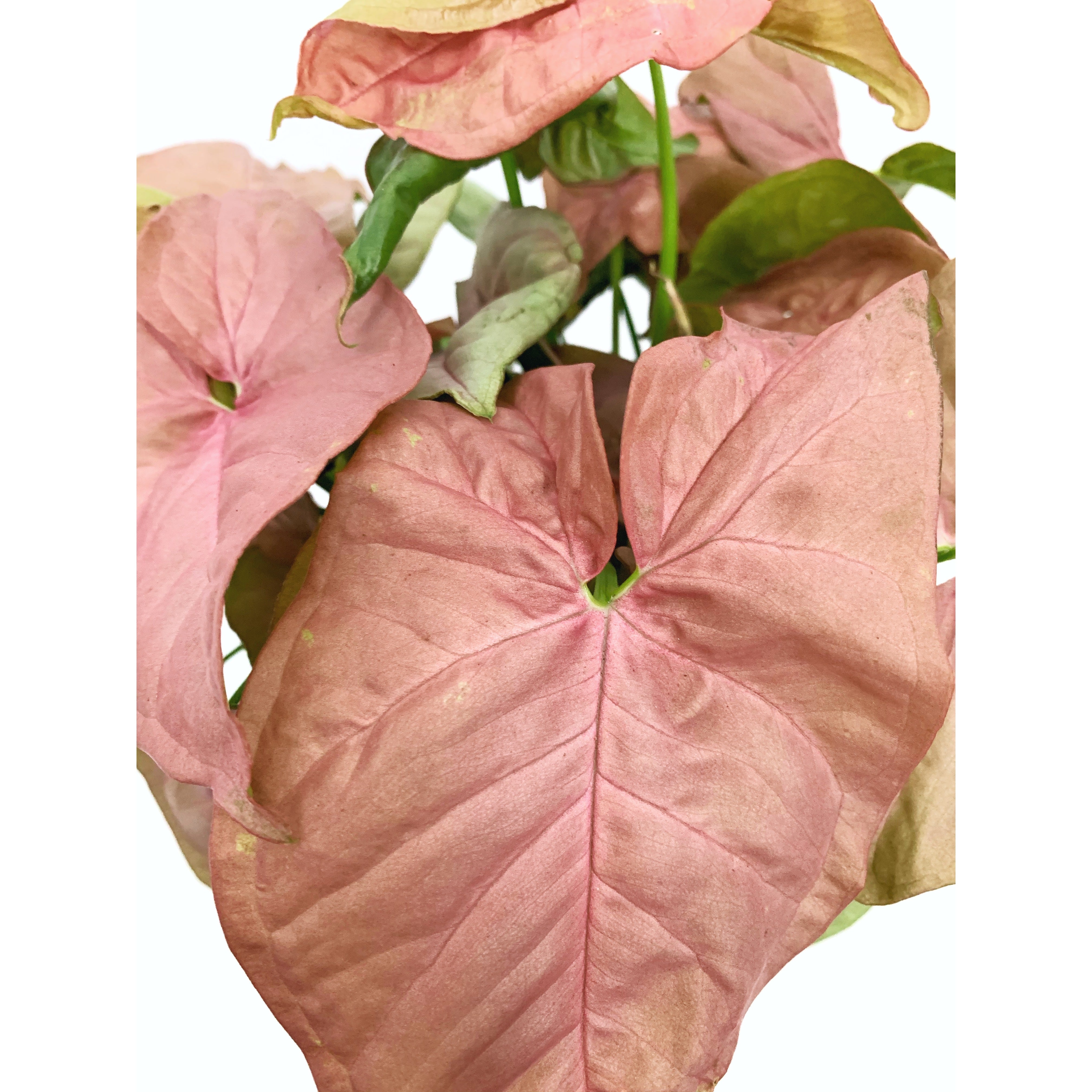 Syngonium Neon Pink