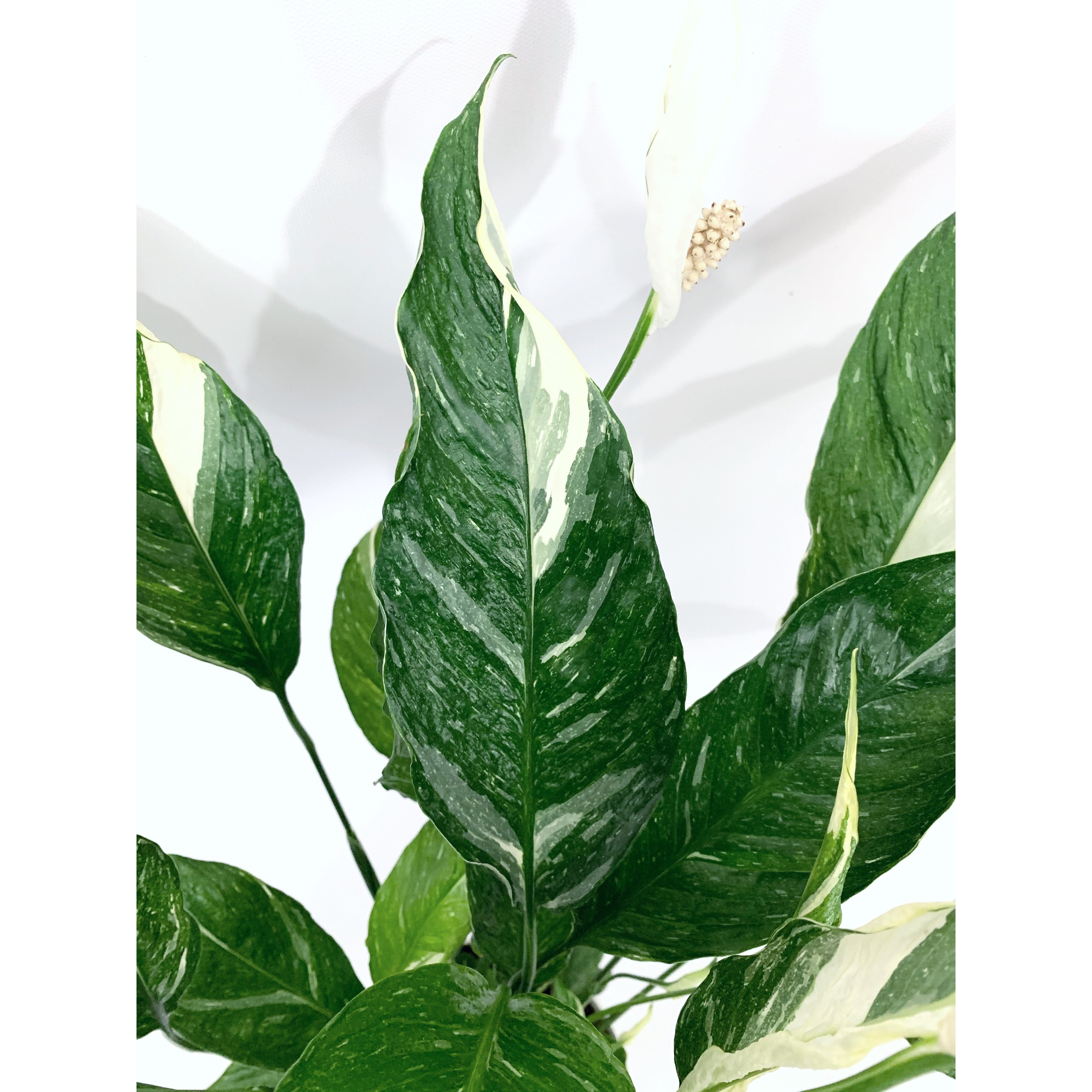 Marble Peace Lily