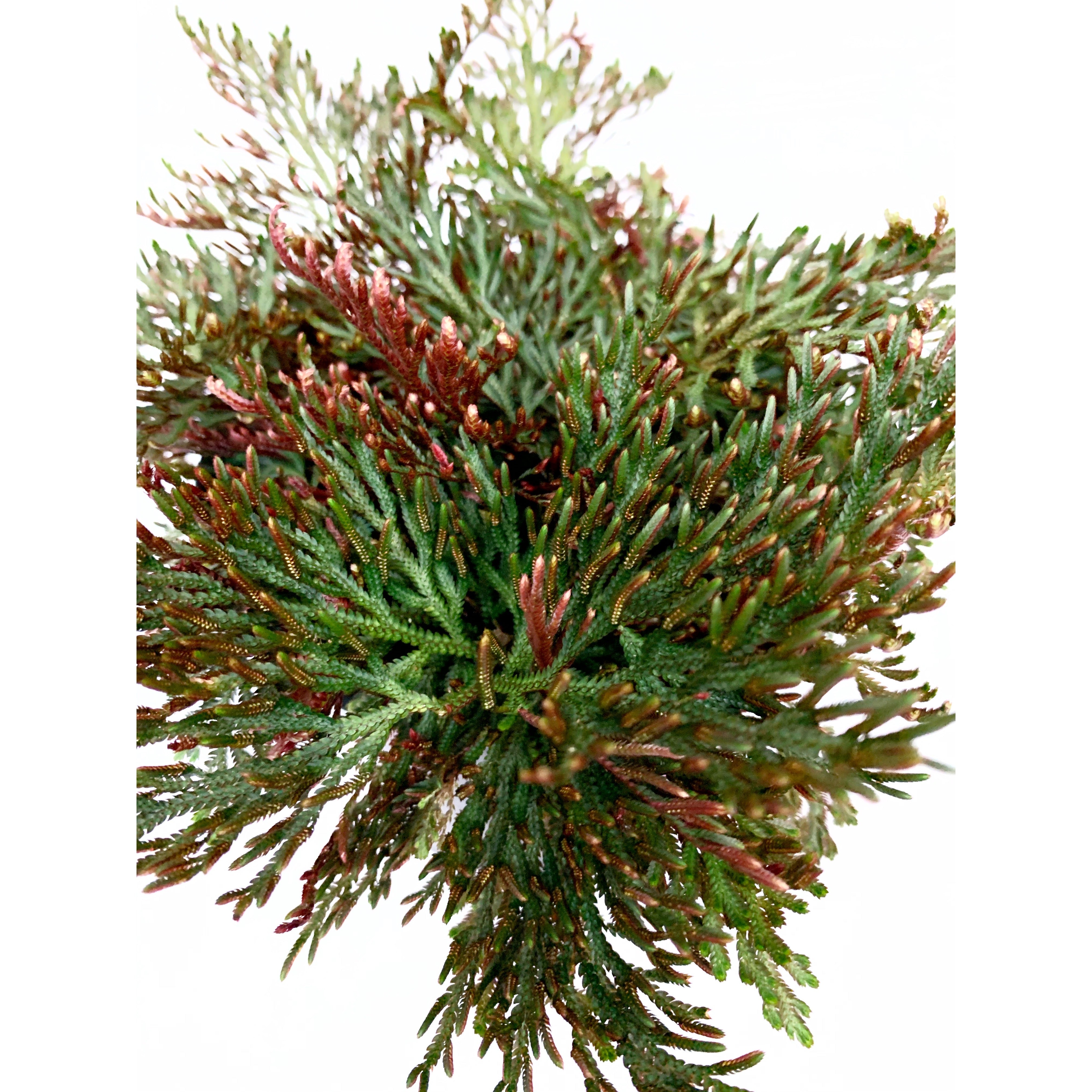 Selaginella Erythropus