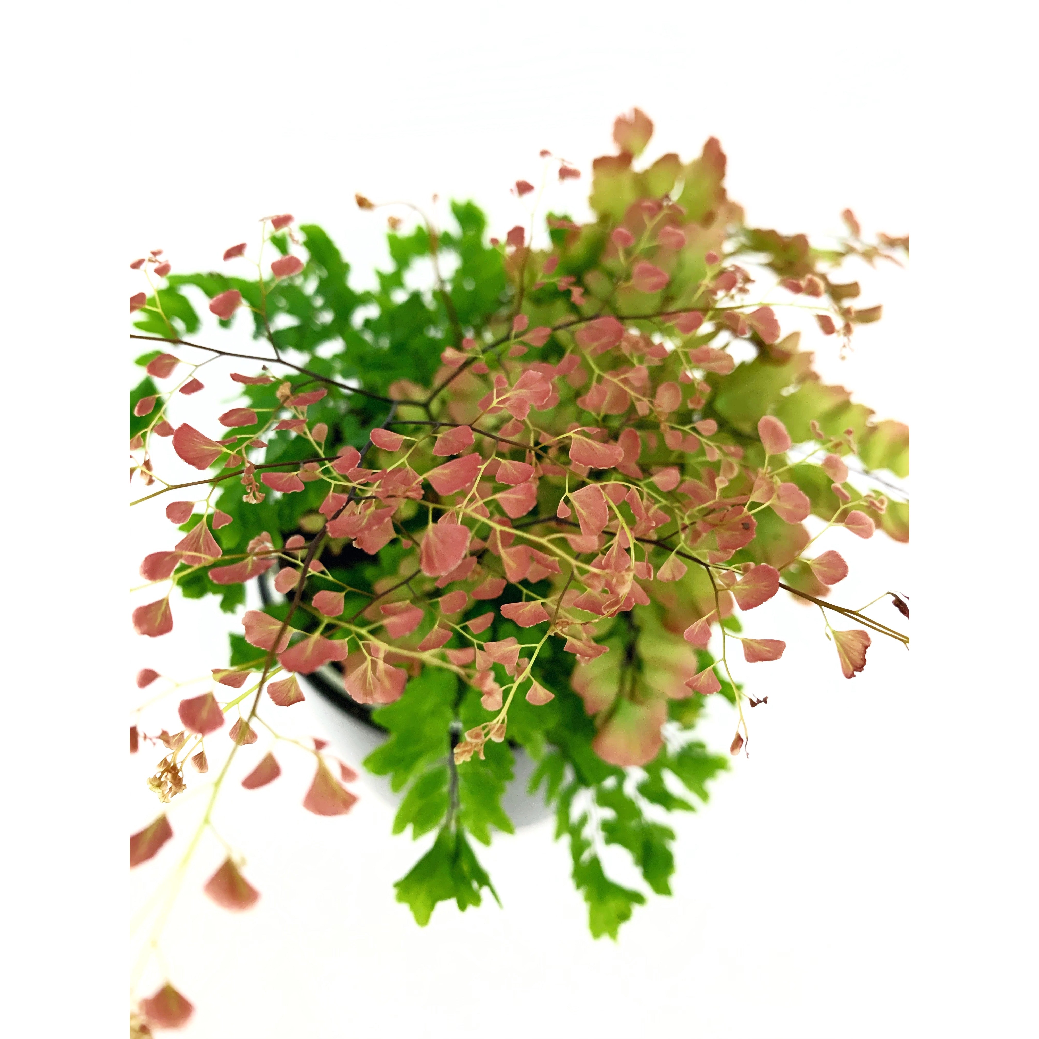 Sexy Pink Maidenhair