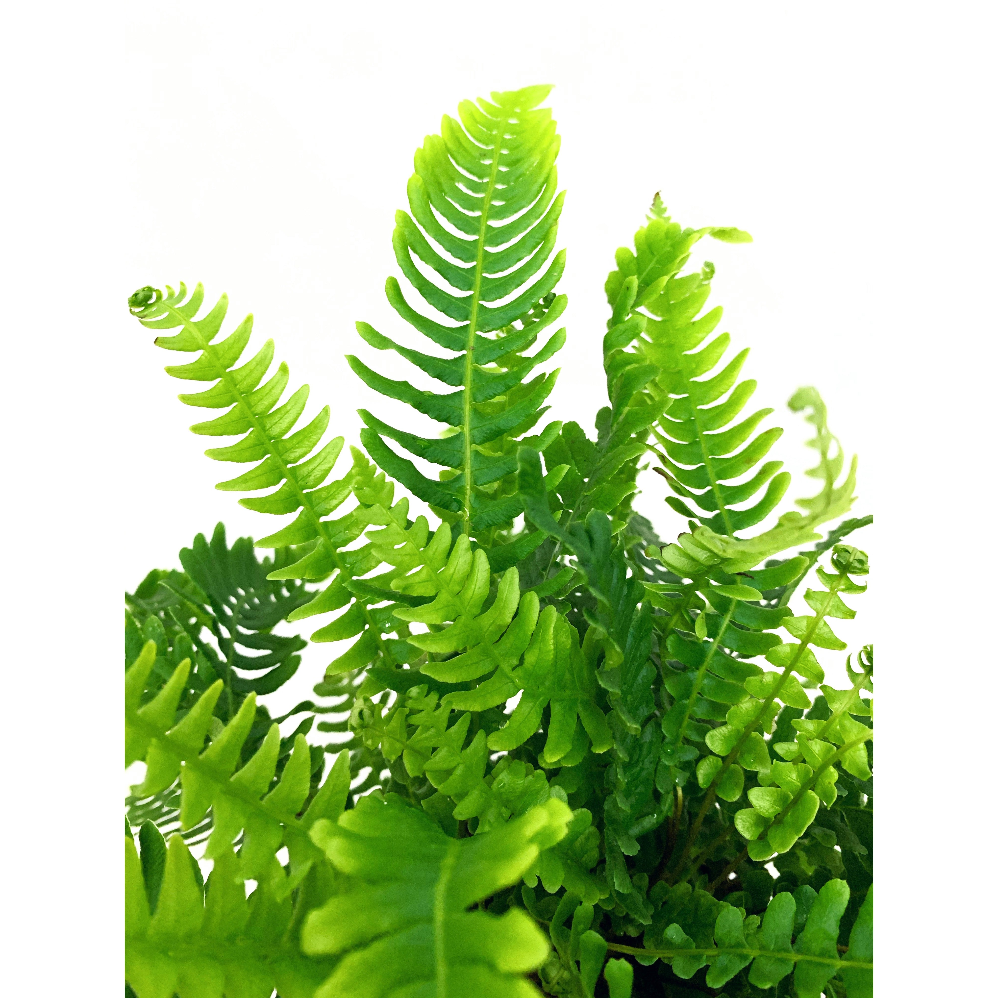 Deer Fern