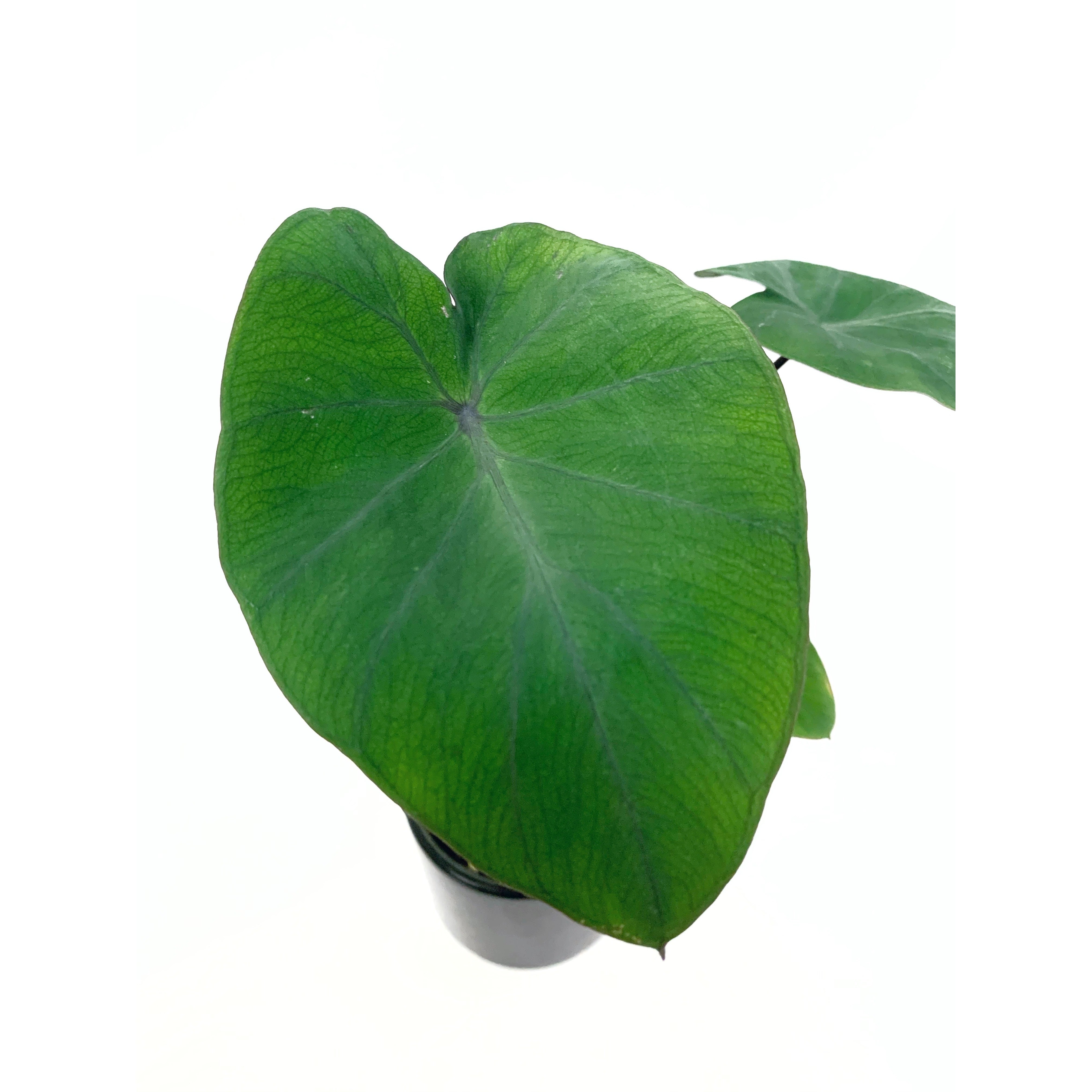 Colocasia Bikini-Tini