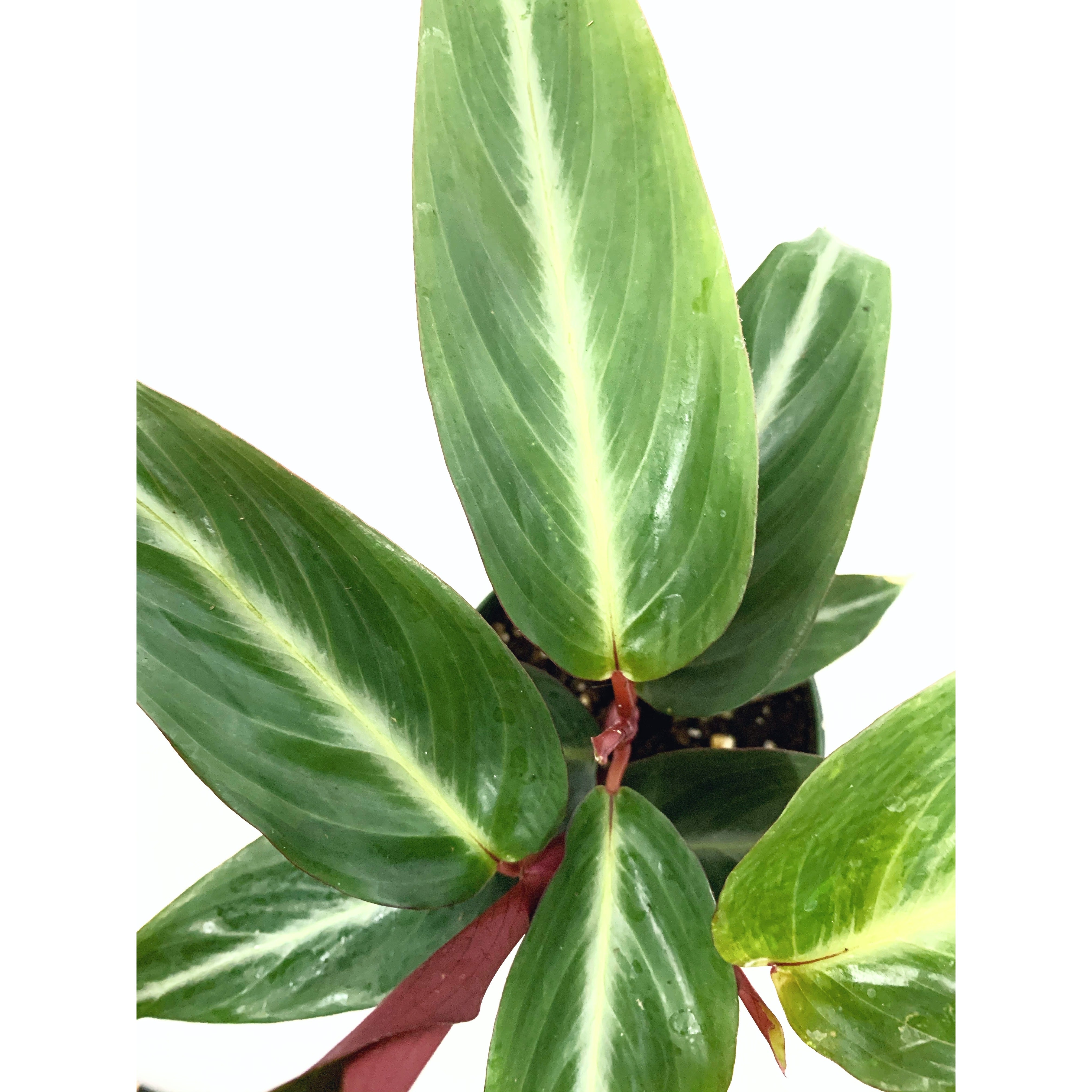 Stromanthe Sanguinea