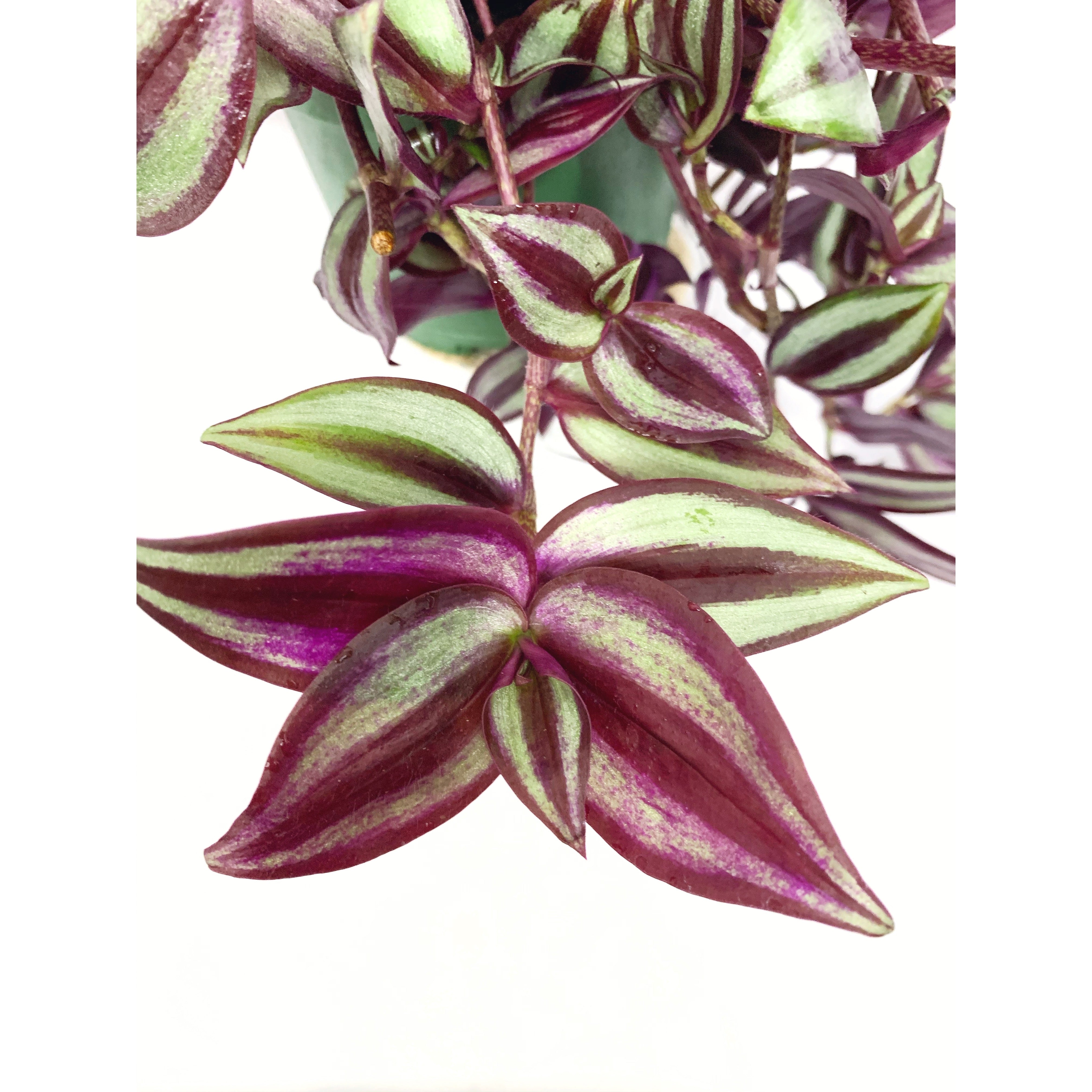 Wandering Plant 'Purple'