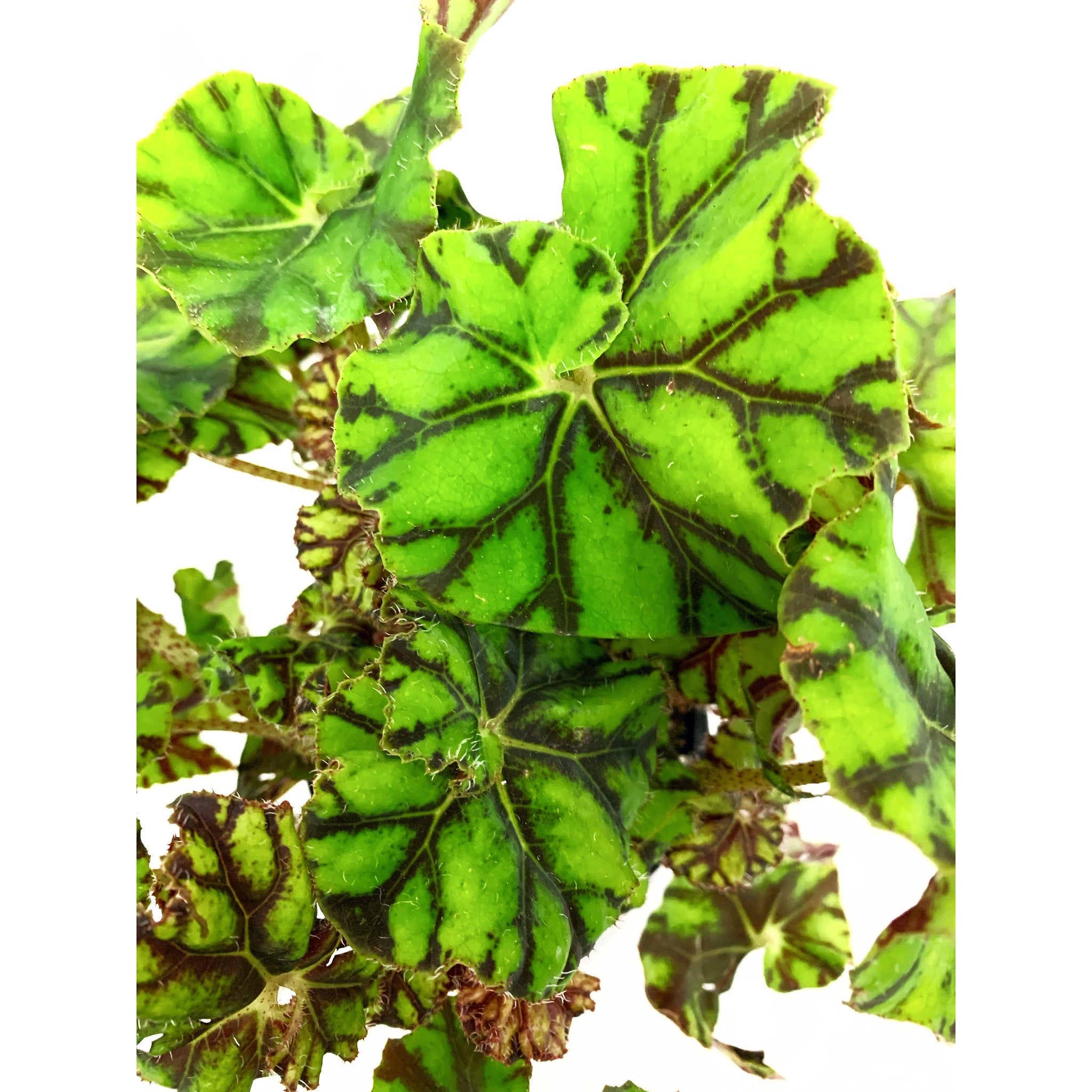 Begonia Zumba