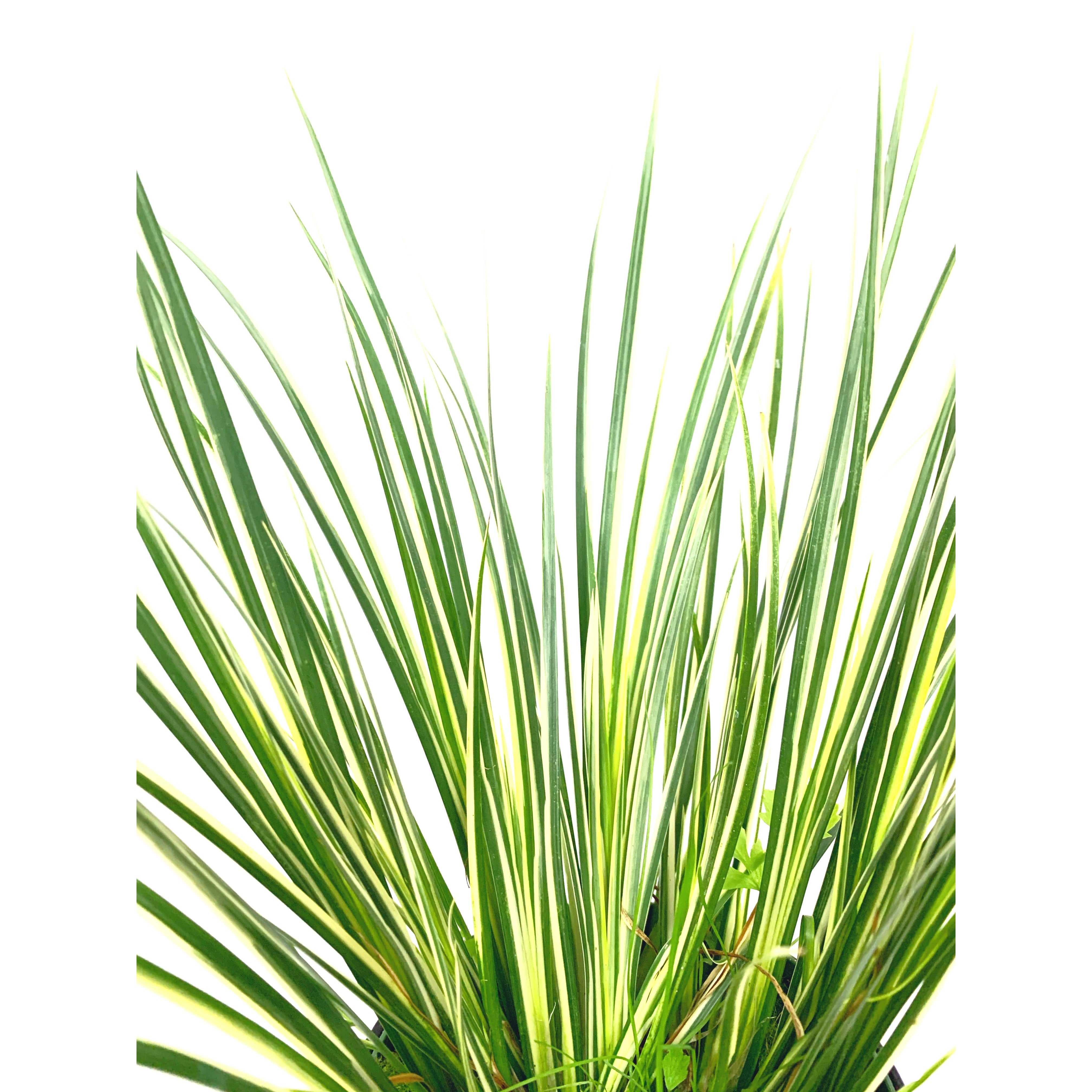 Evergold Japanese Sedge