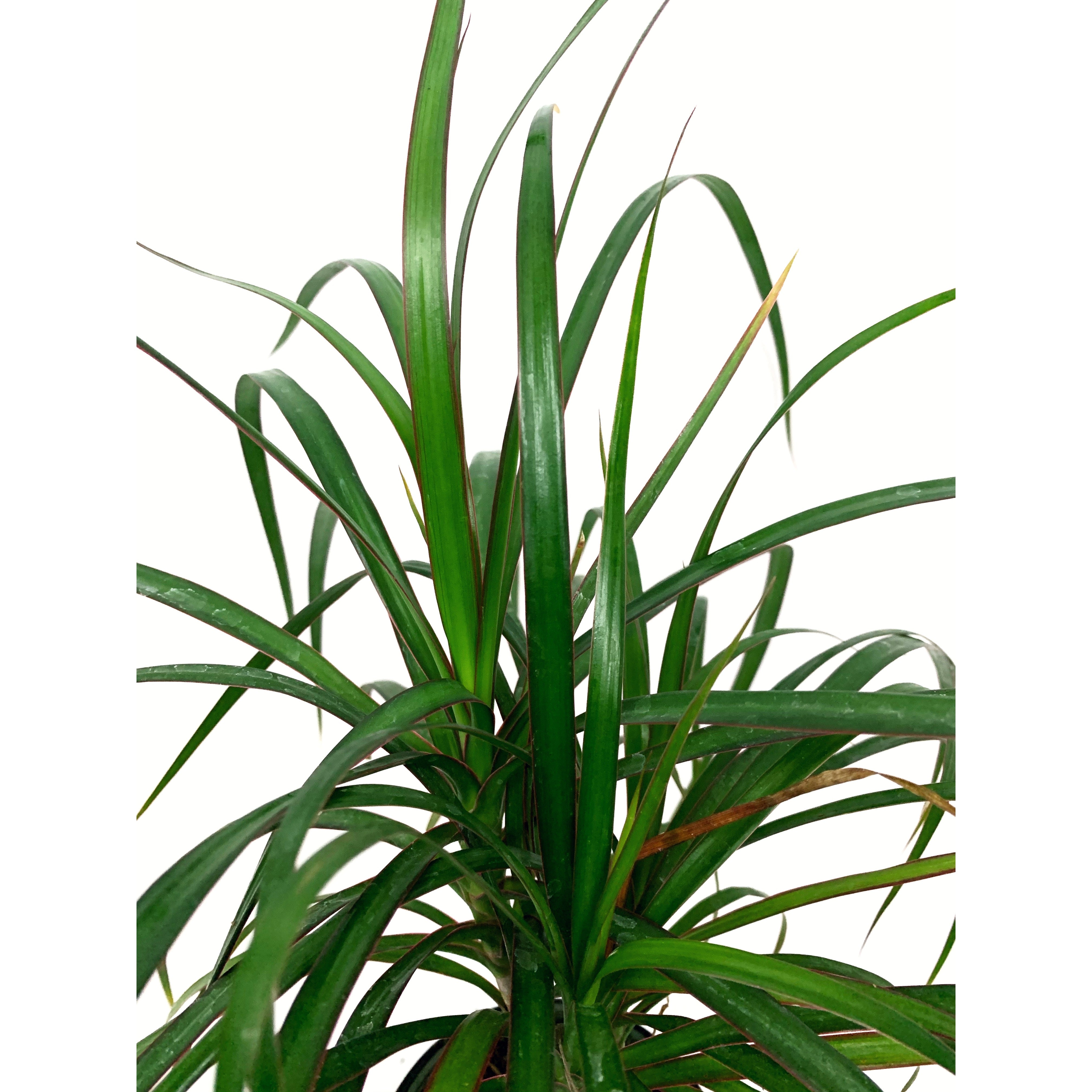 Madagascar Dragon Tree