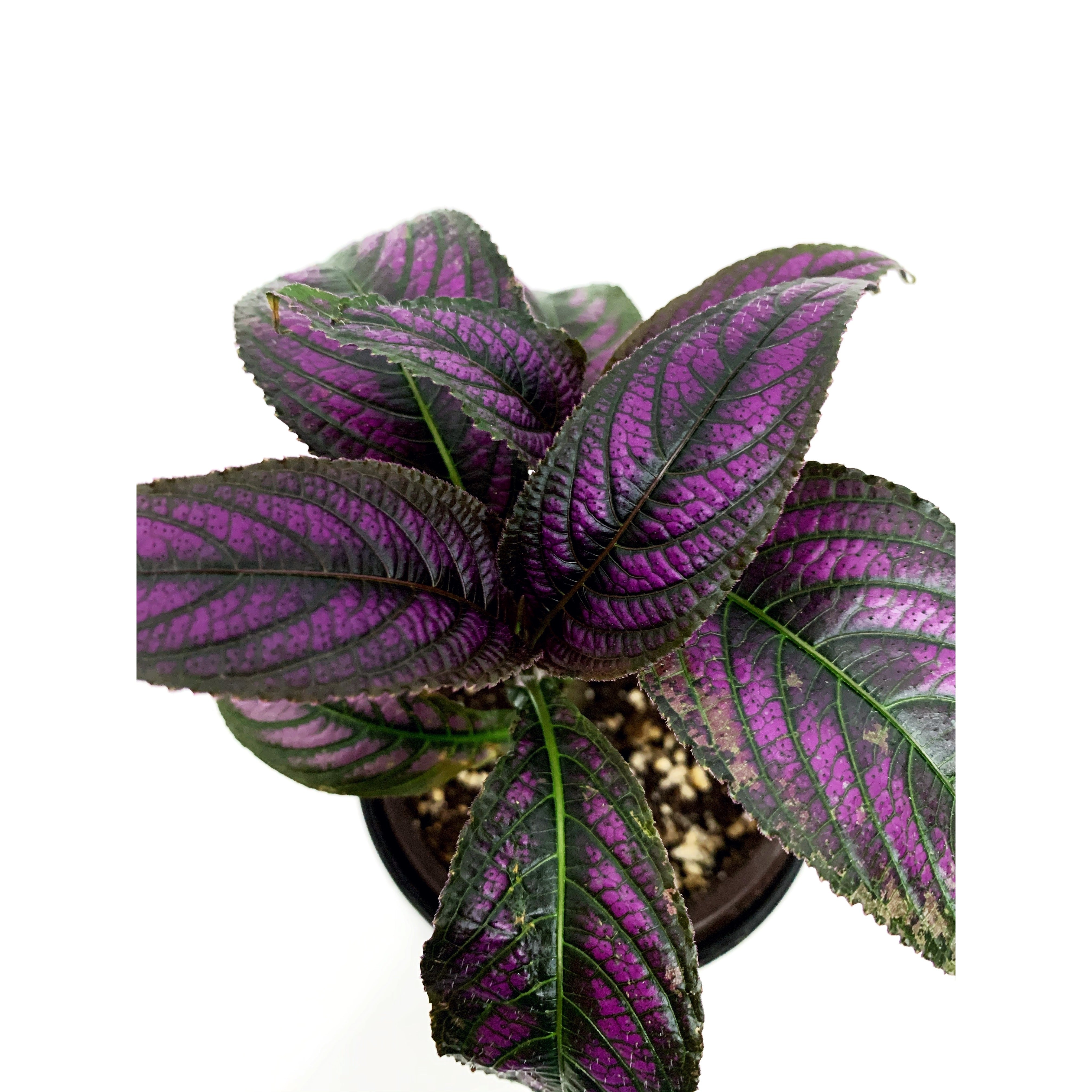 Persian Shield
