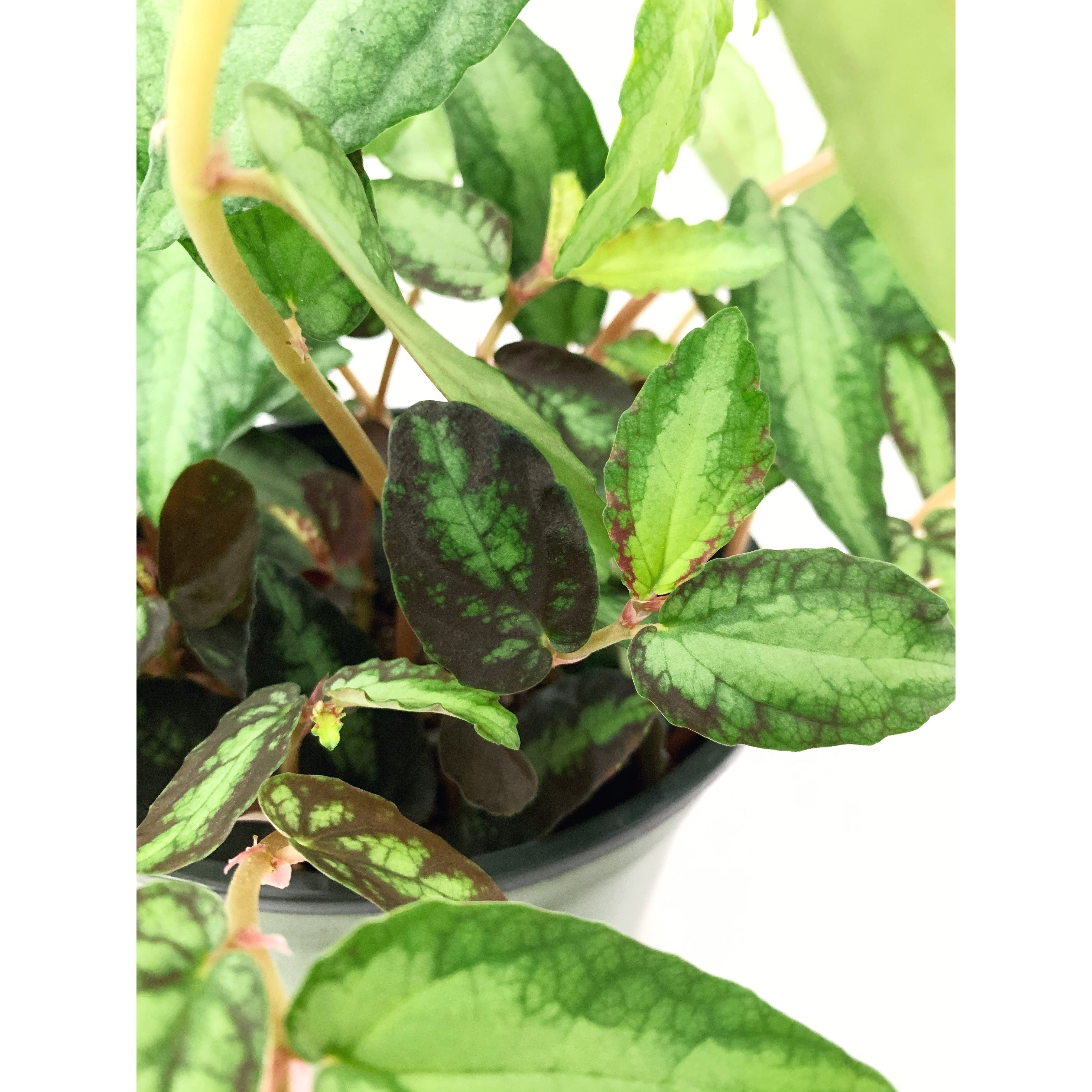 Trailing Watermelon Begonia