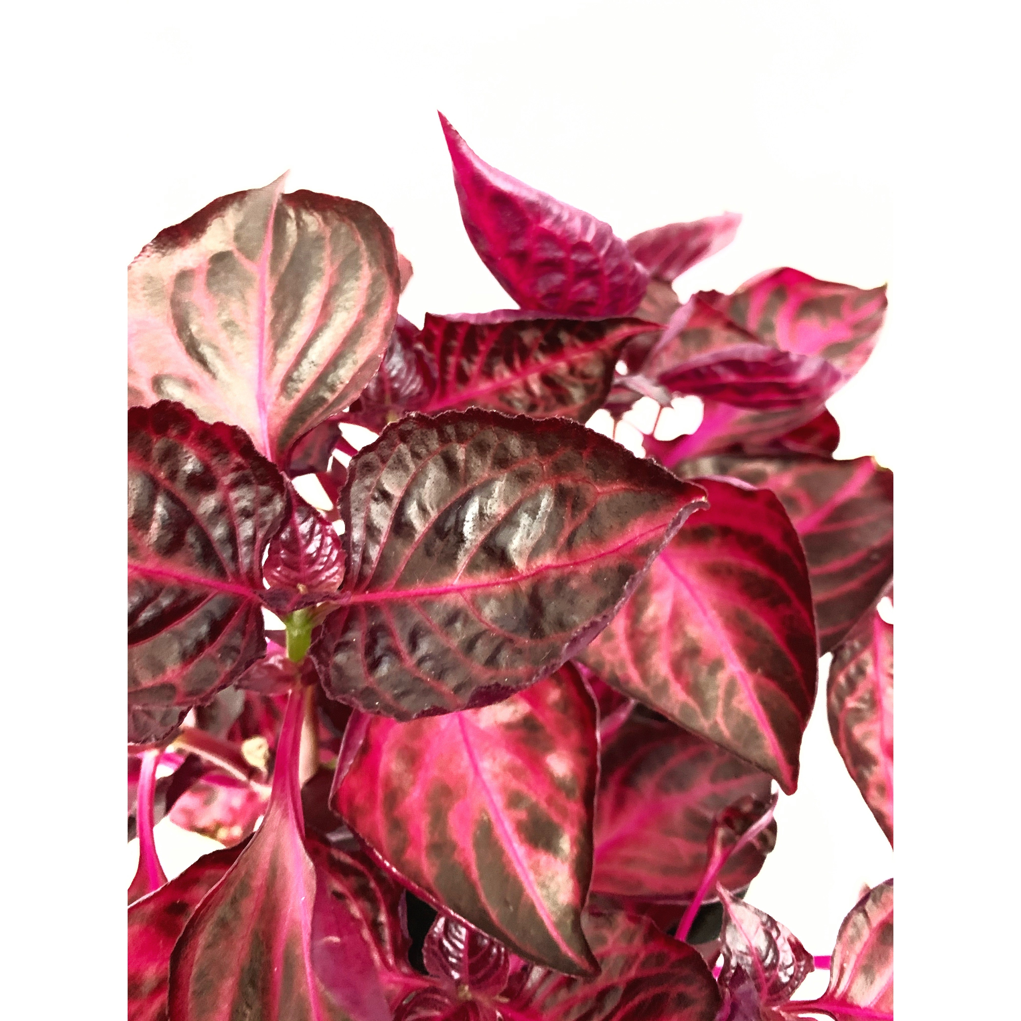Bloodleaf