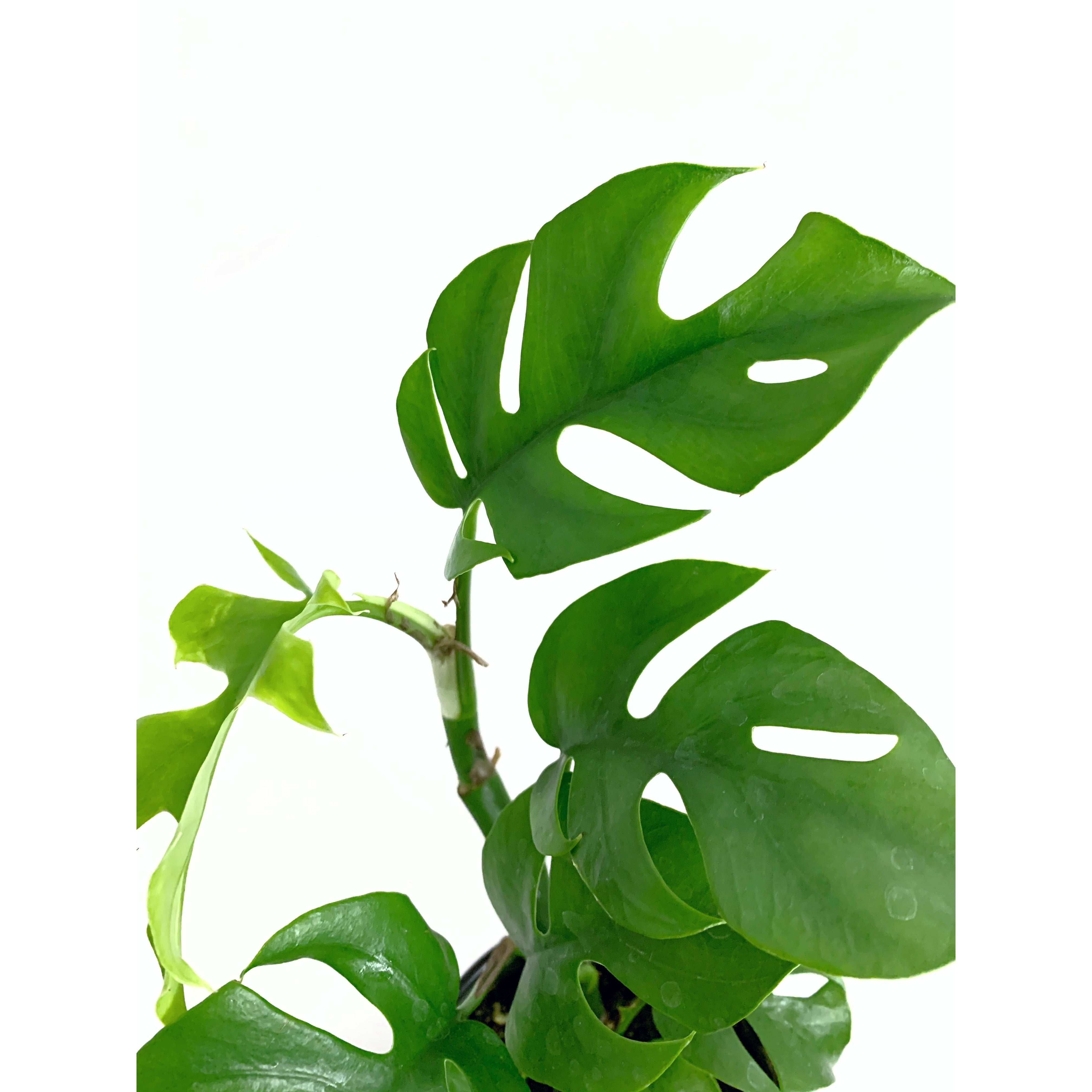 Monstera Minima (TC)