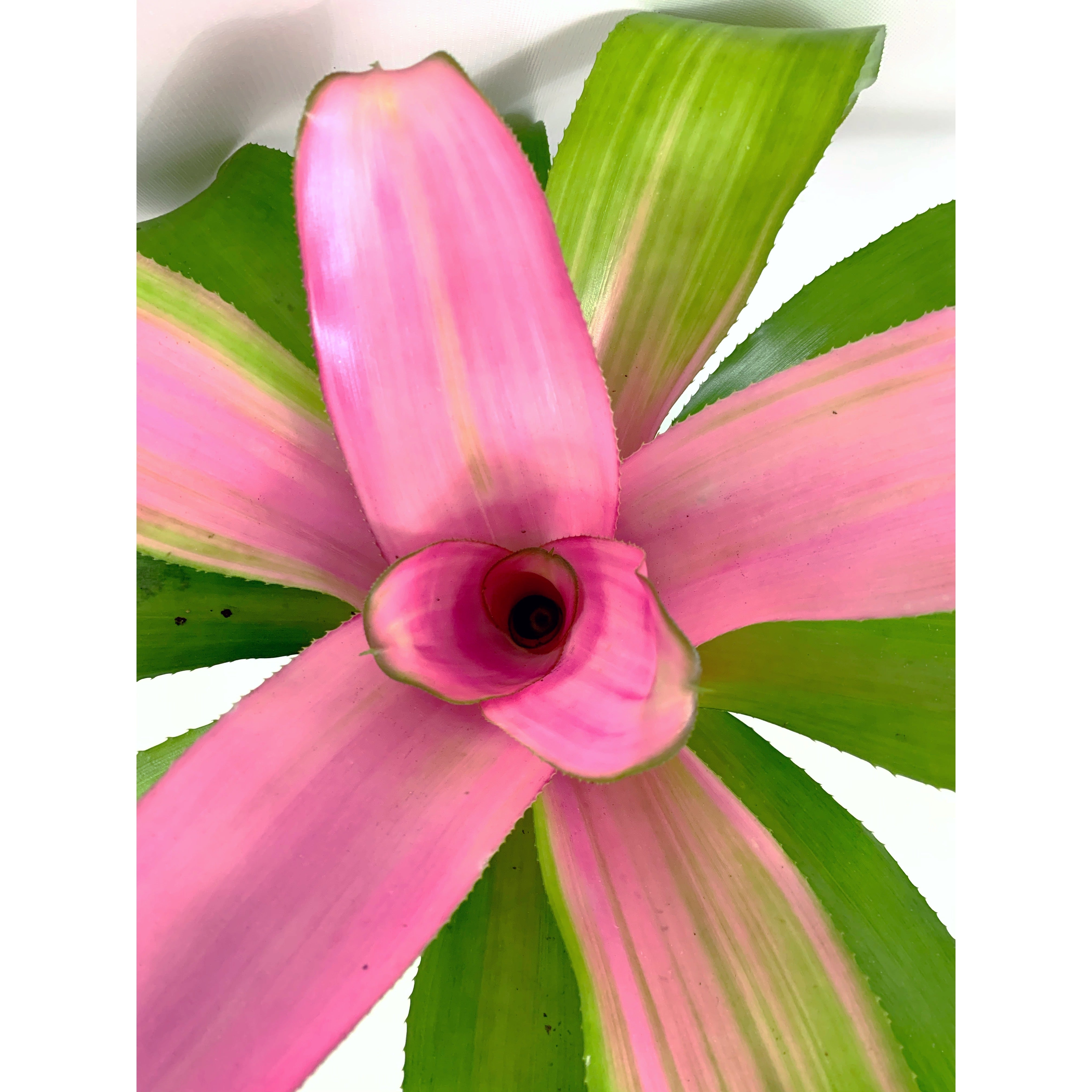 Neoregella 'Cotton Candy'