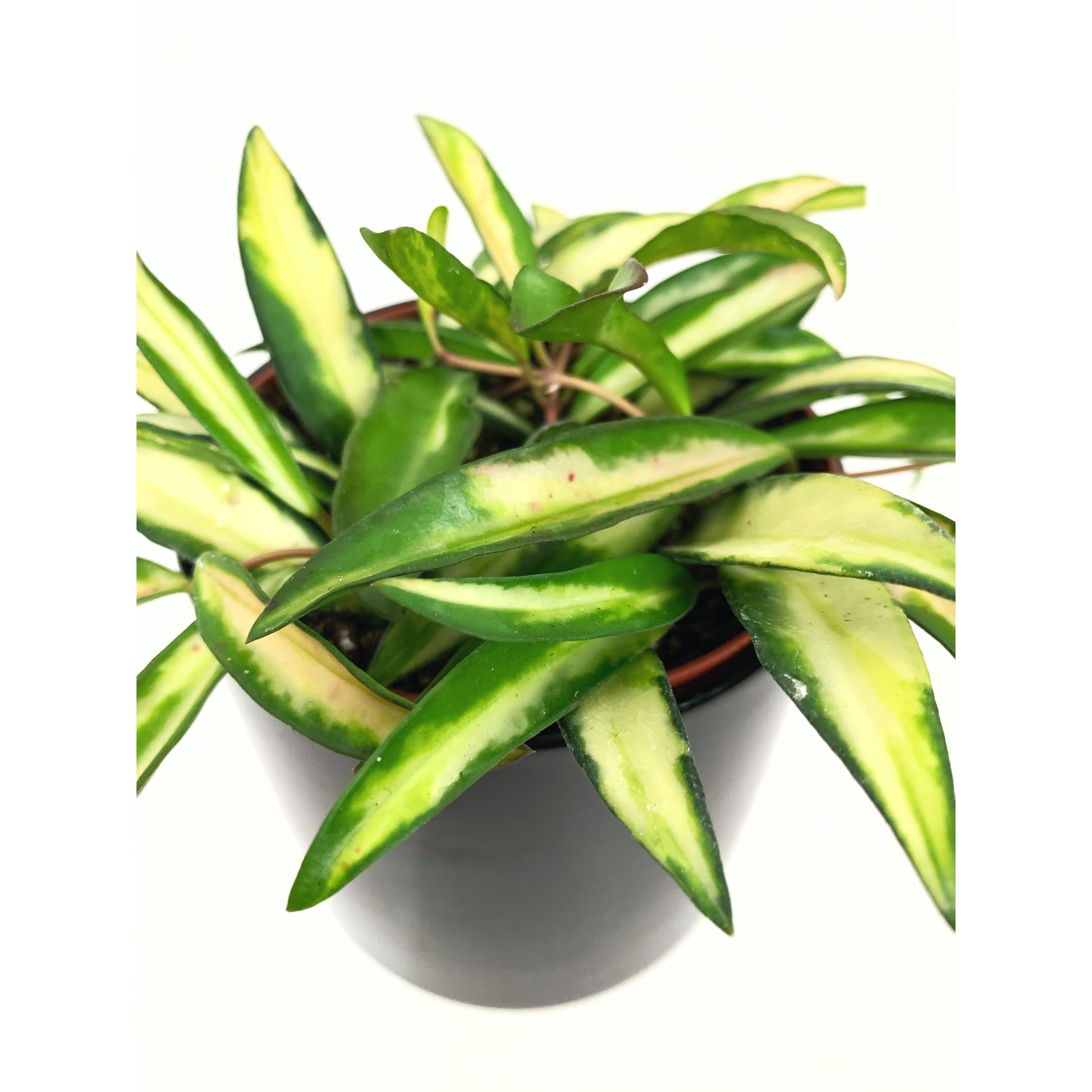 Hoya Kentiana Variegated