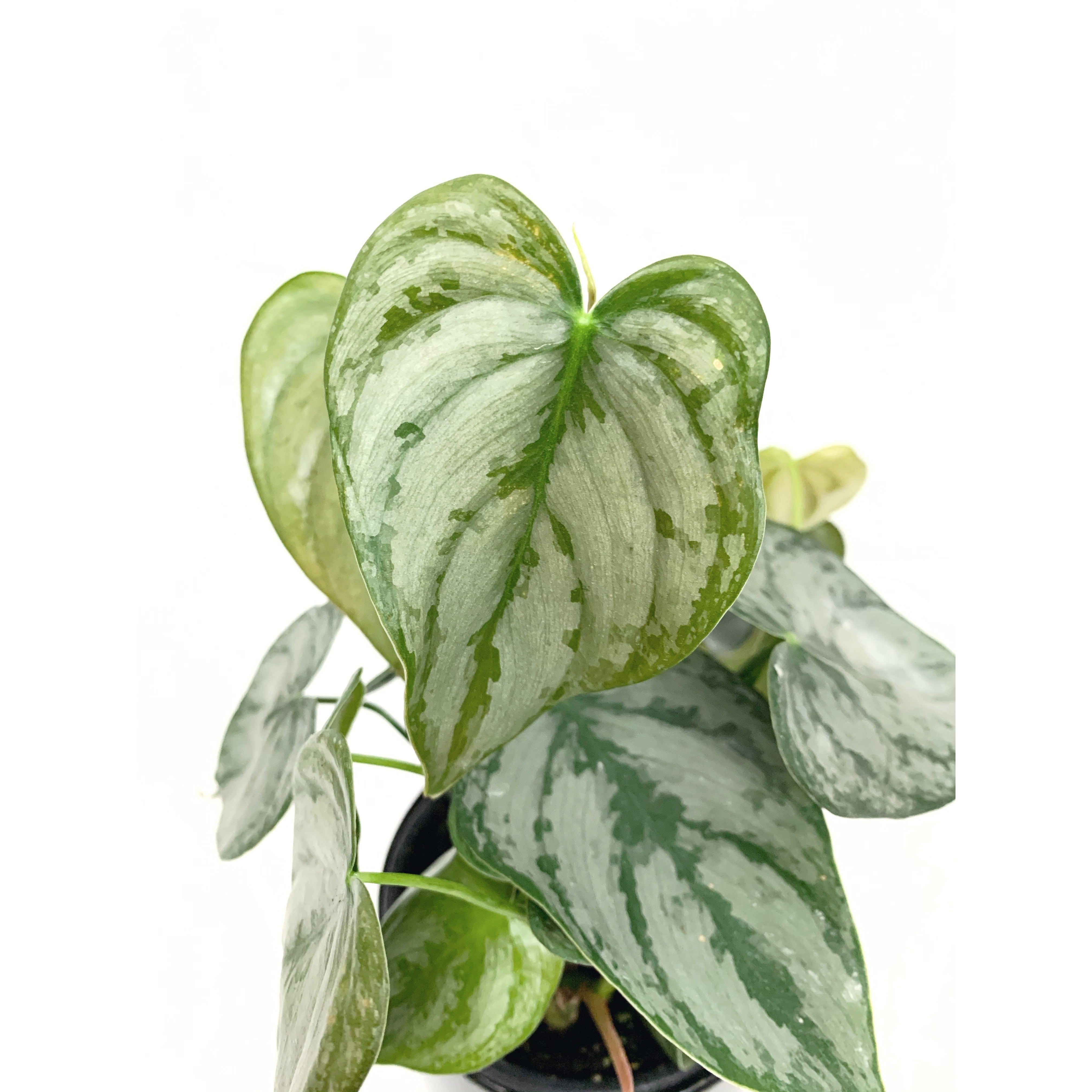 Philodendron Brandtianum