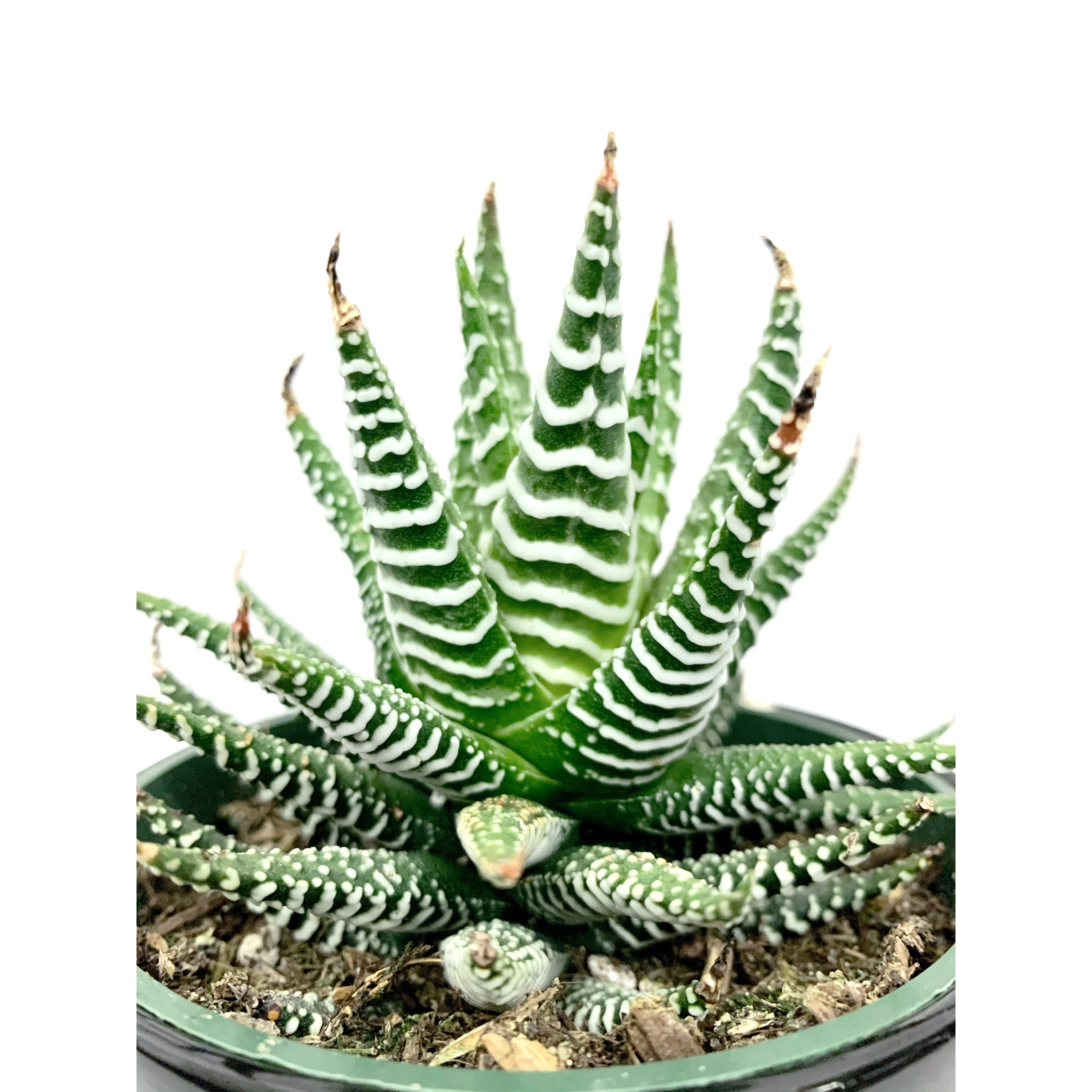 Zebra Haworthia