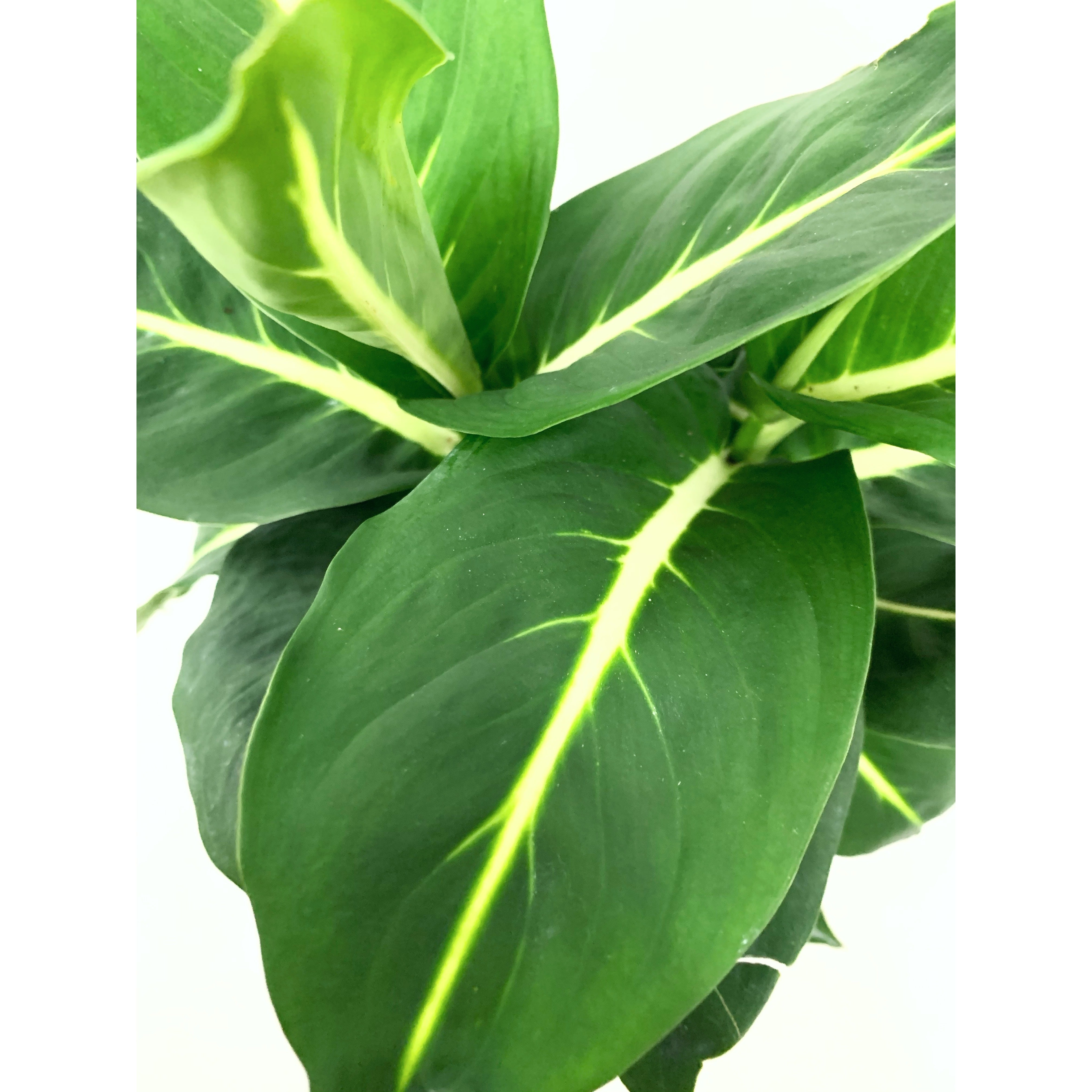 Dieffenbachia Sterling