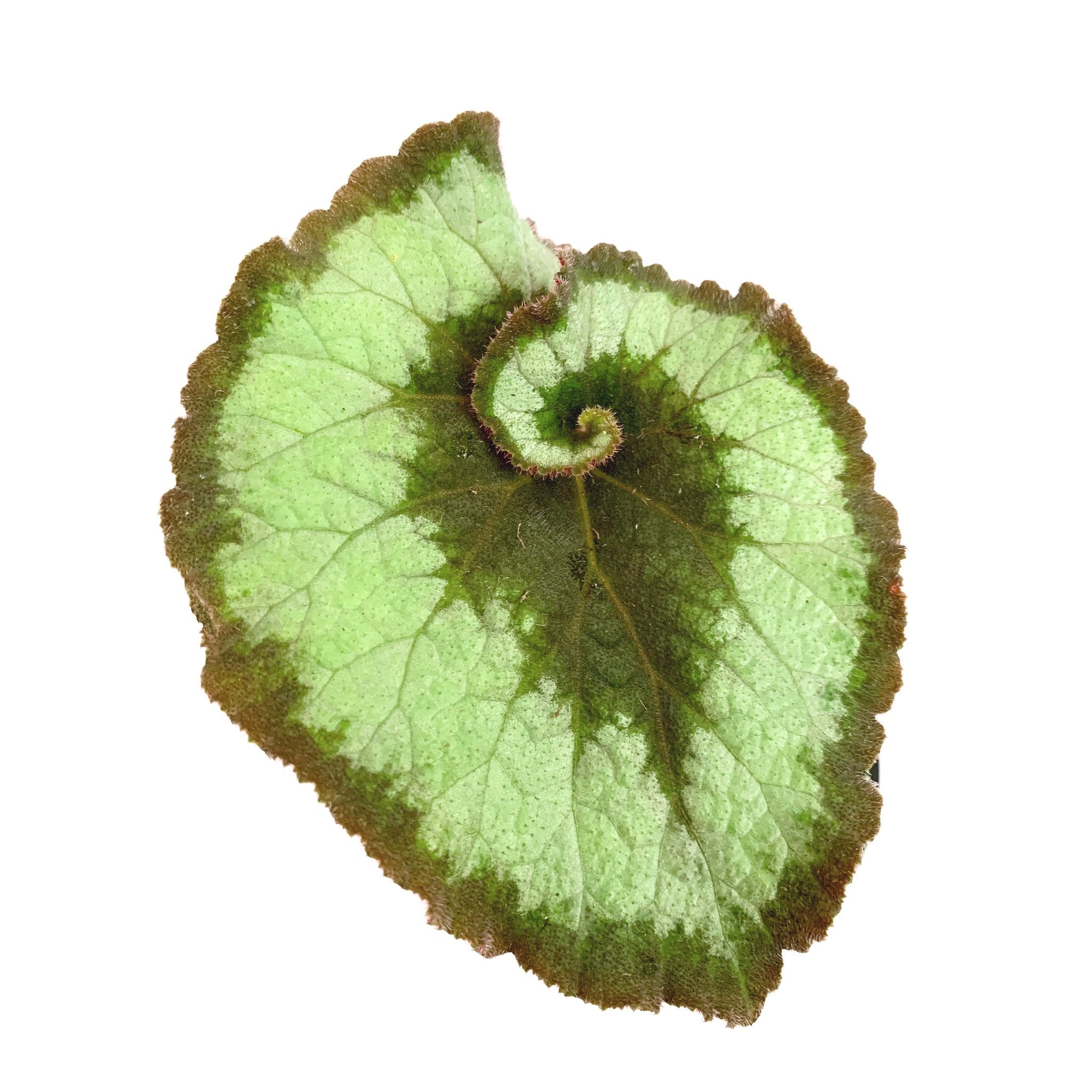 Begonia Escargot