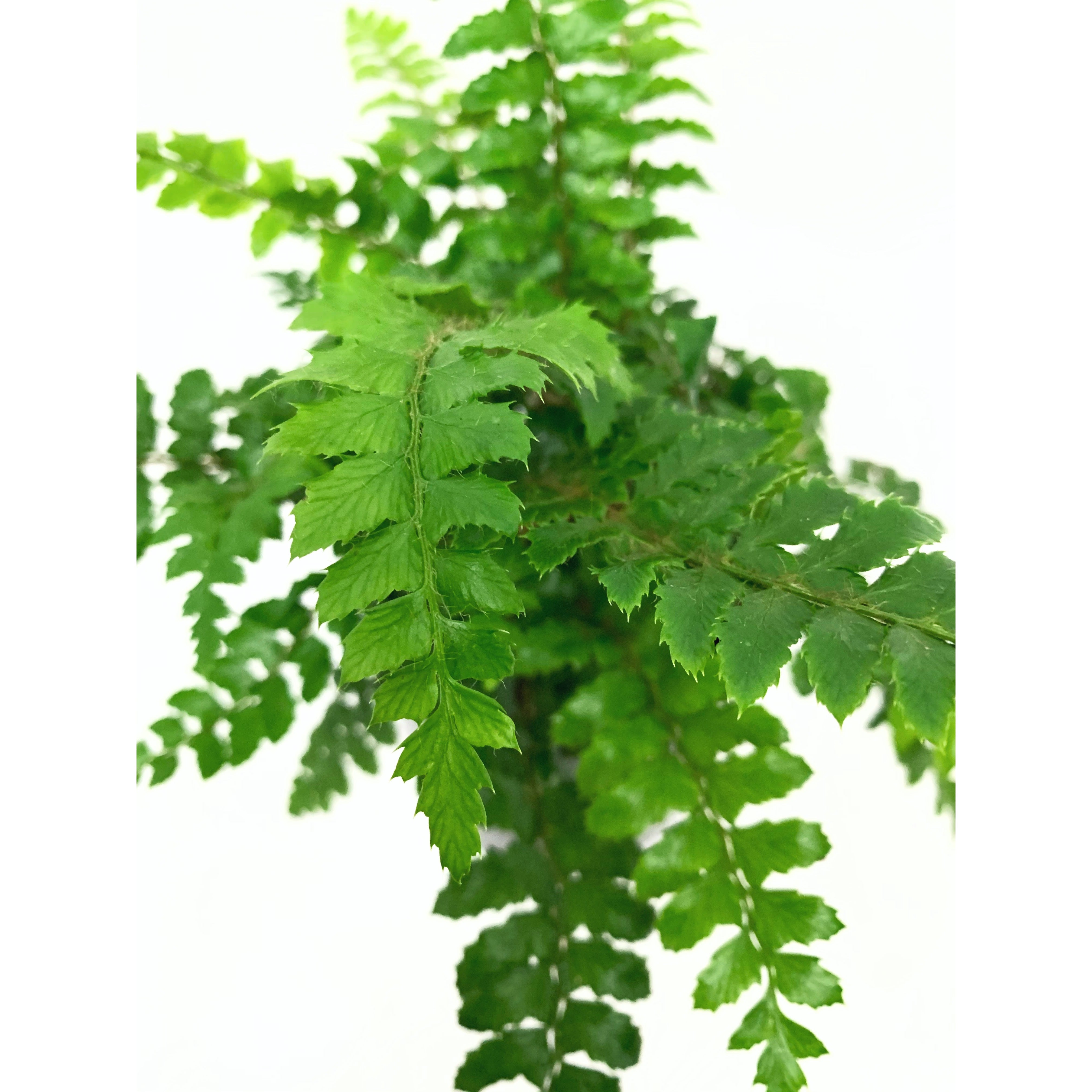 Tassle Fern
