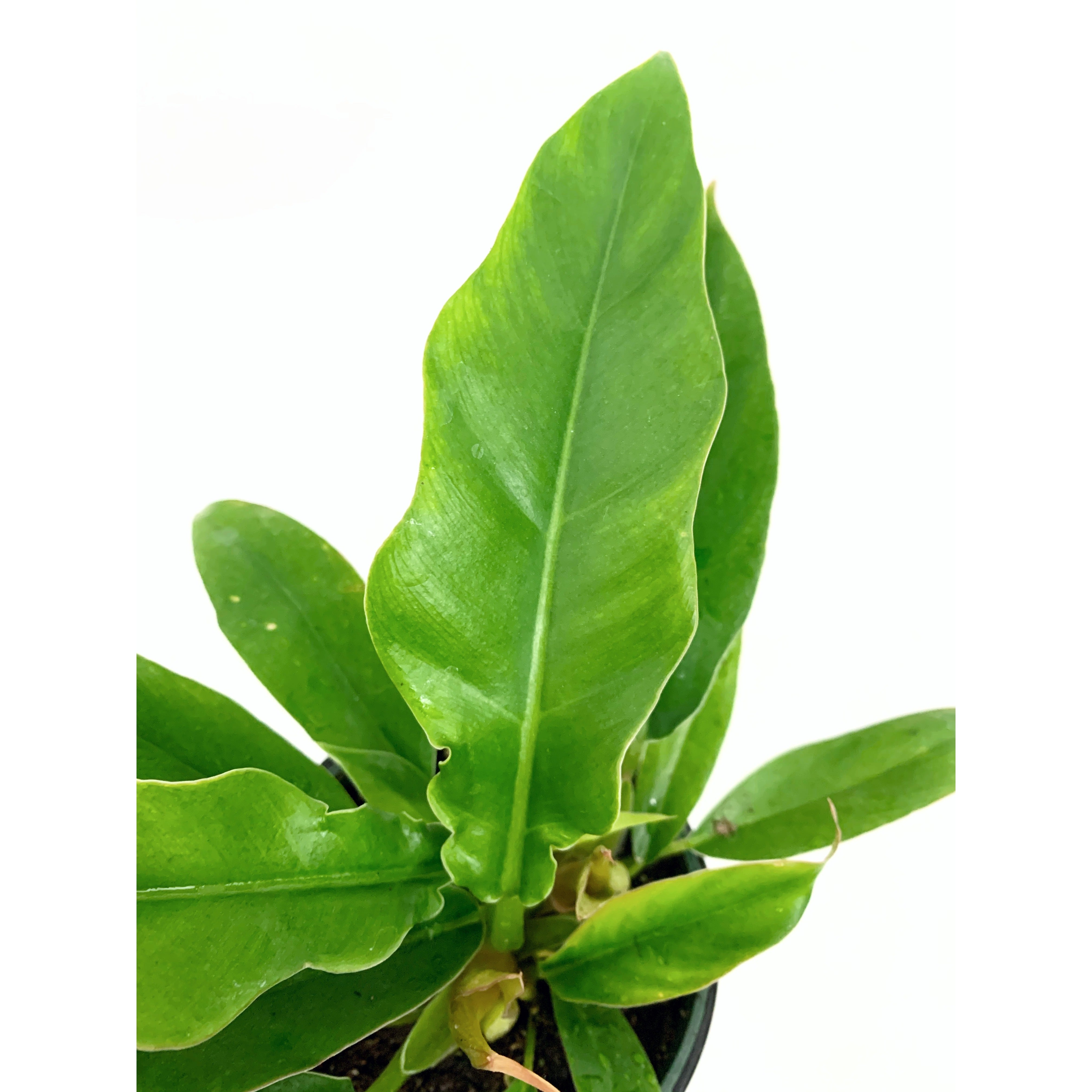 Philodendron Narrow