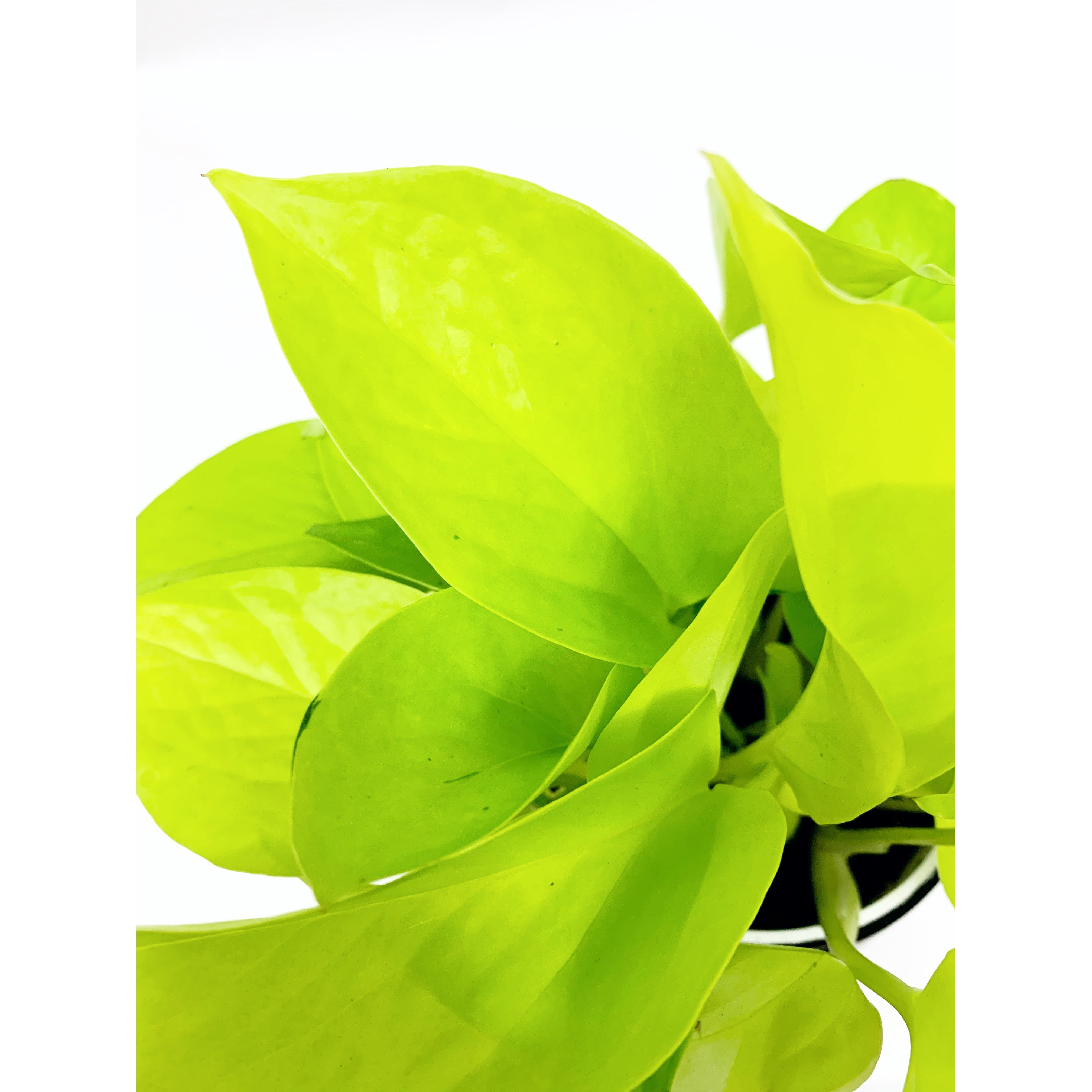 Pothos Neon