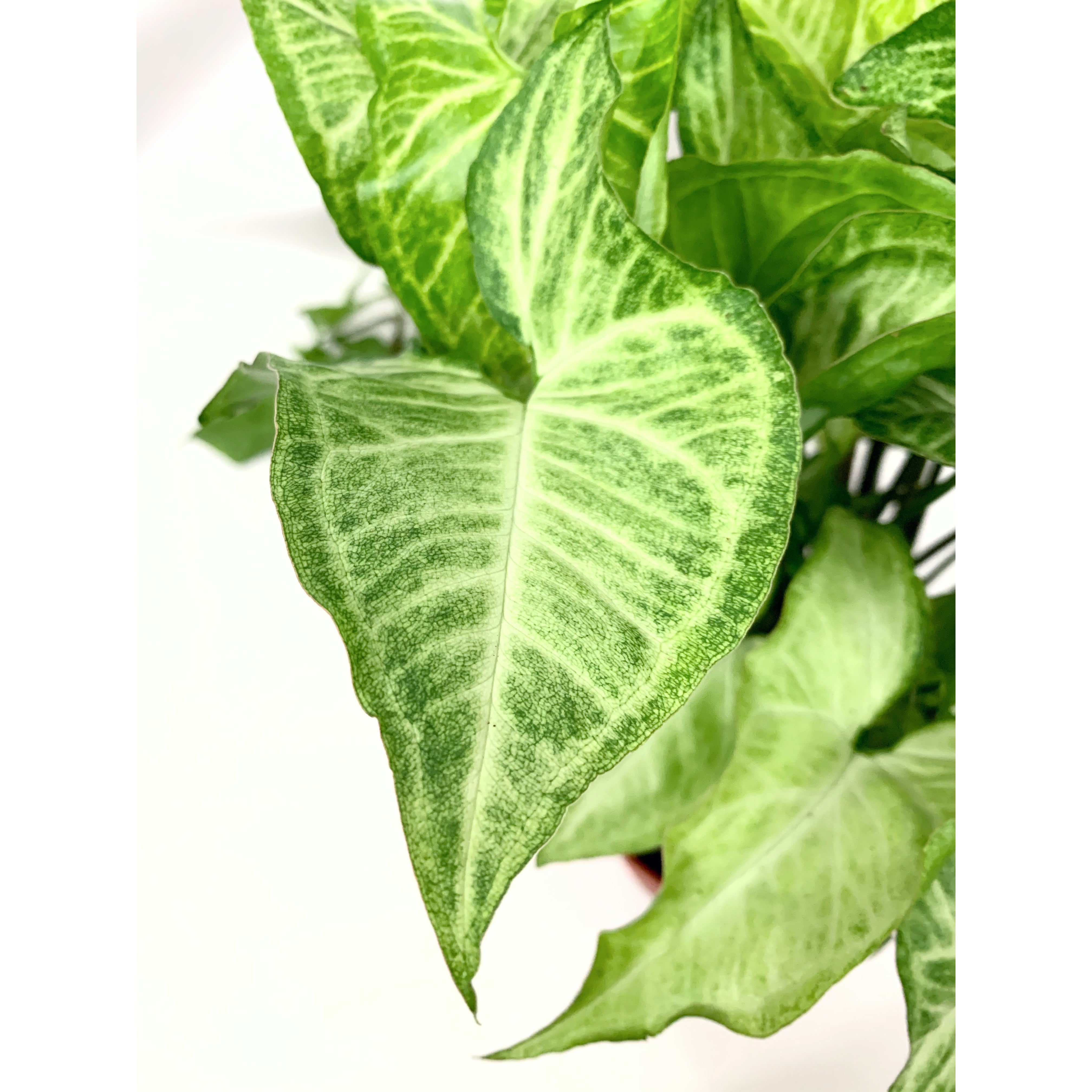 White Butterfly Syngonium