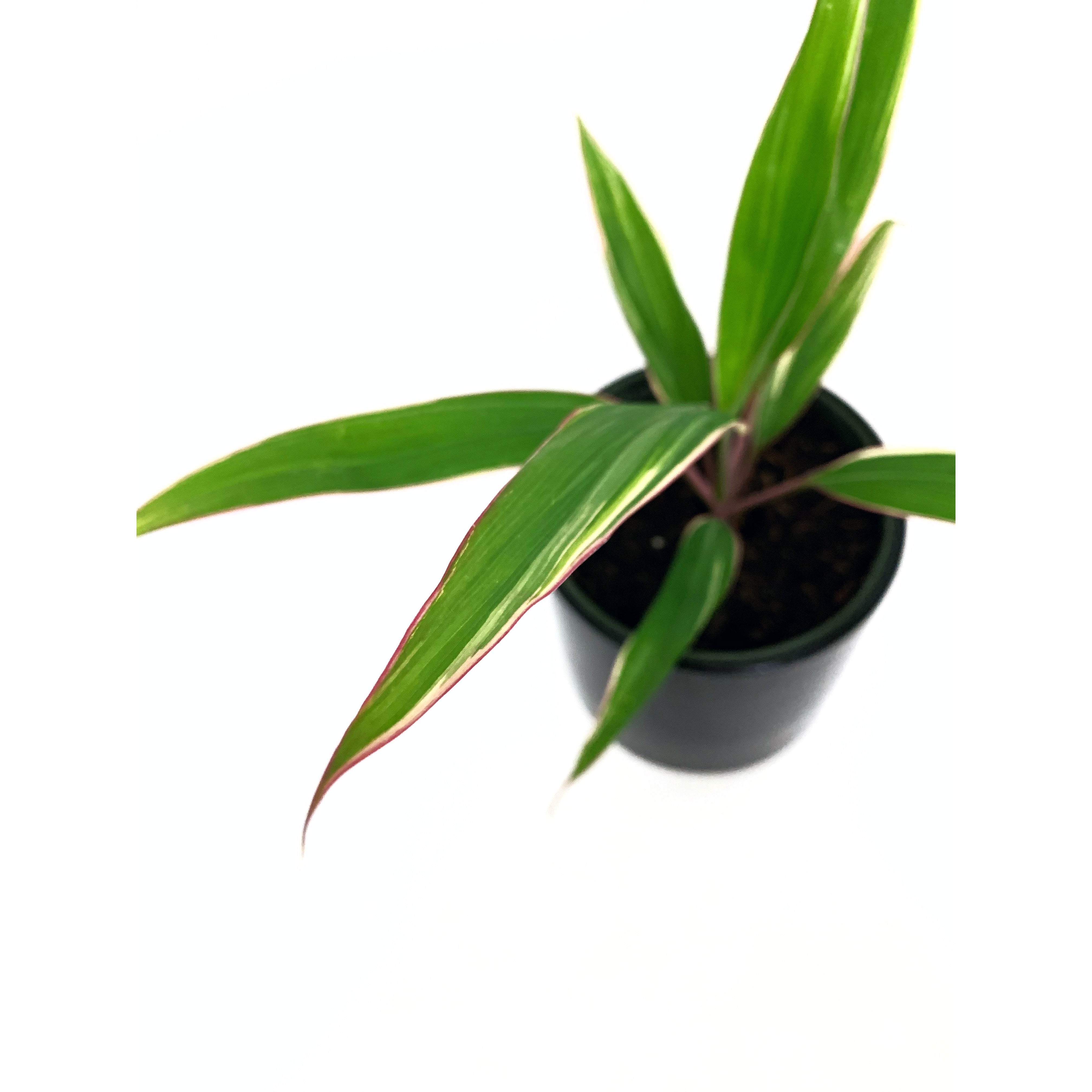 Cordyline Pink Diamond