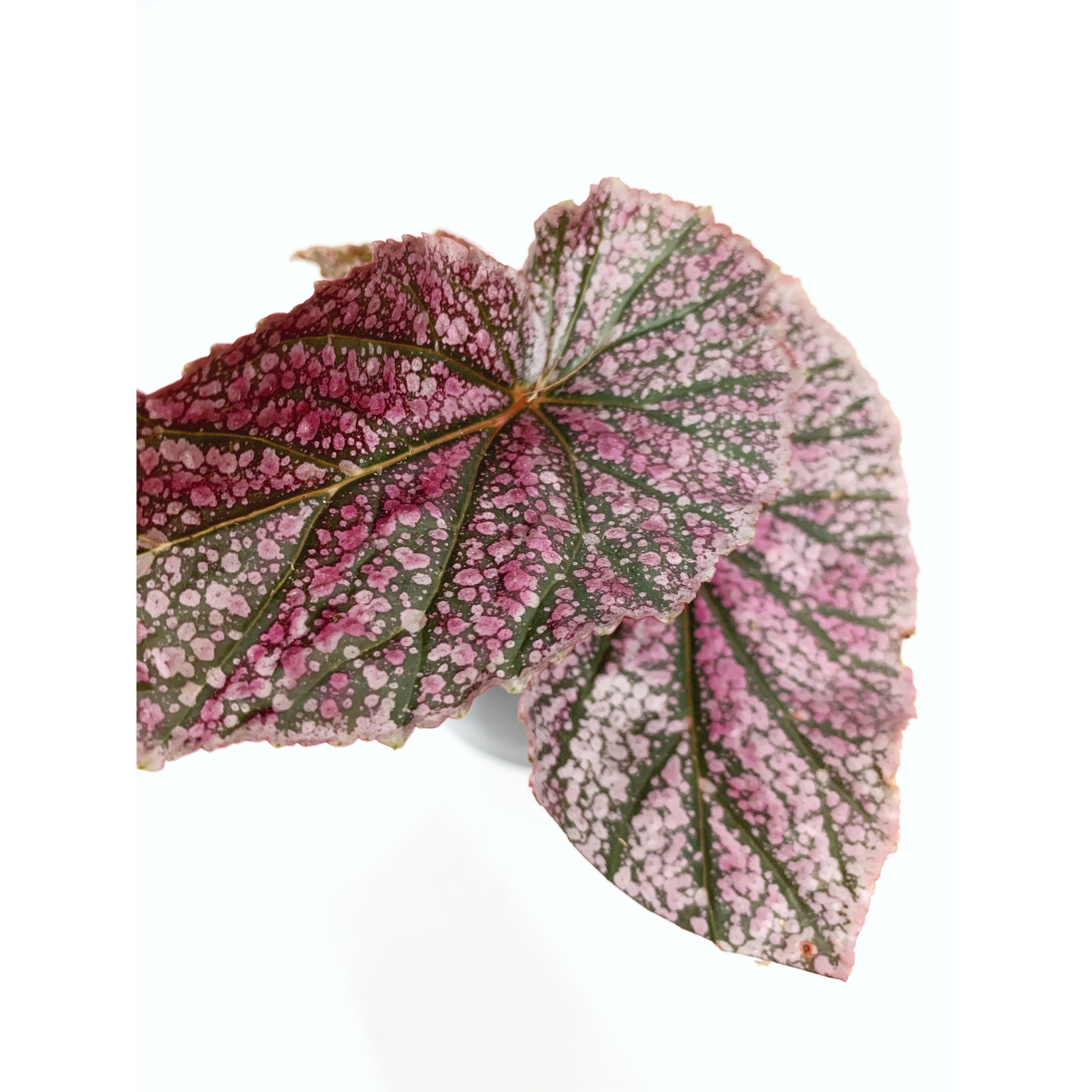 Begonia Little Miss Mummy