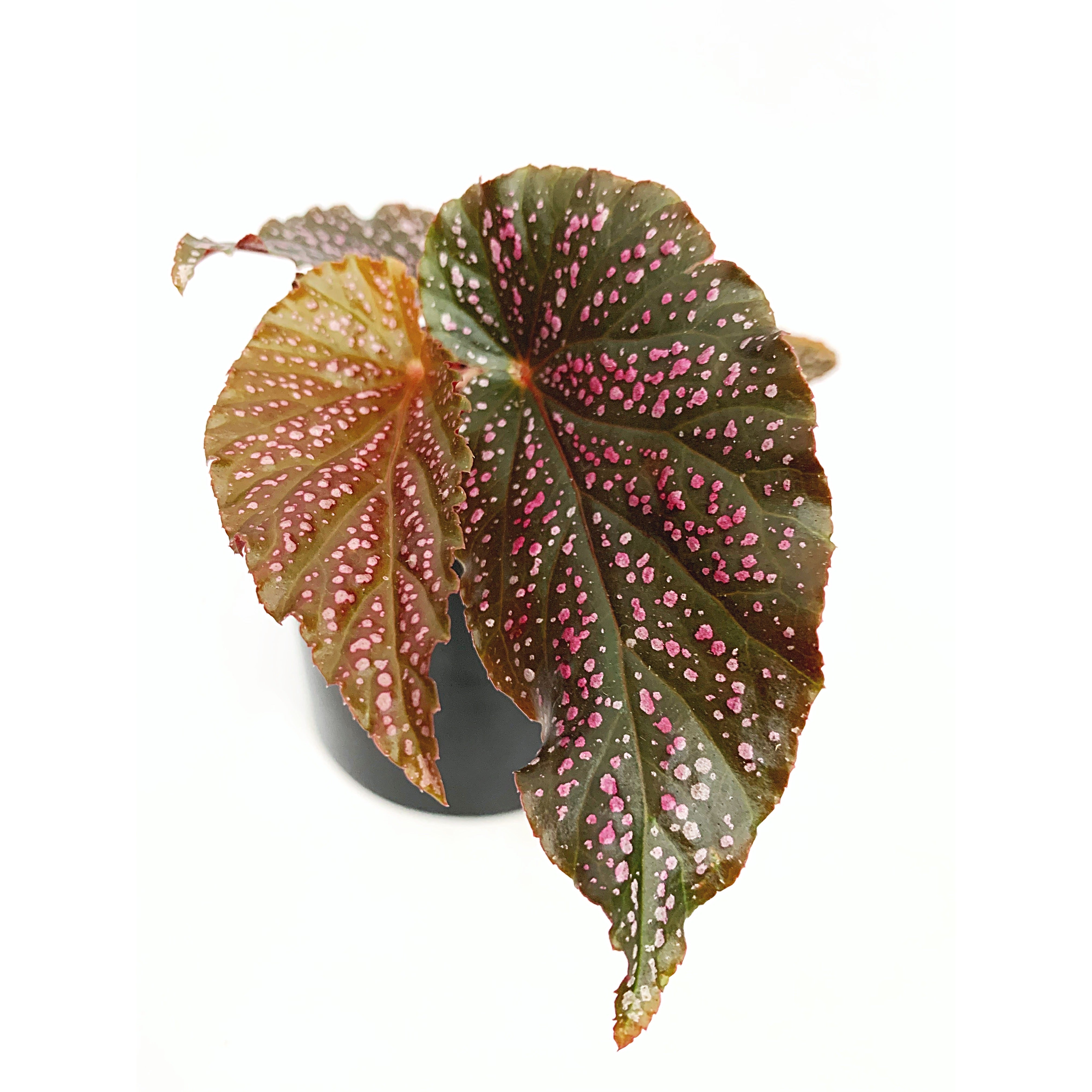 Benigo Pink Begonia