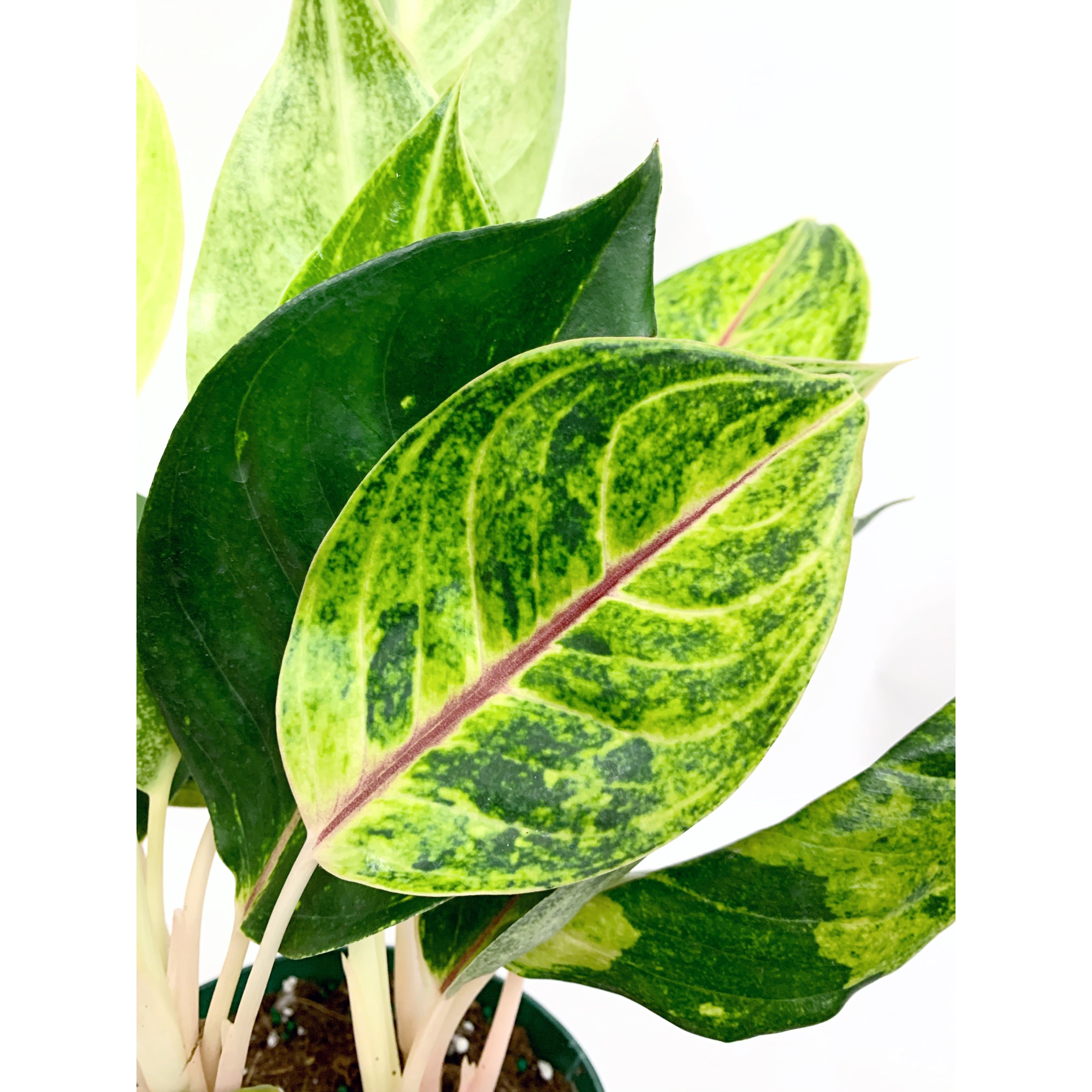 Aglaonema Papaya