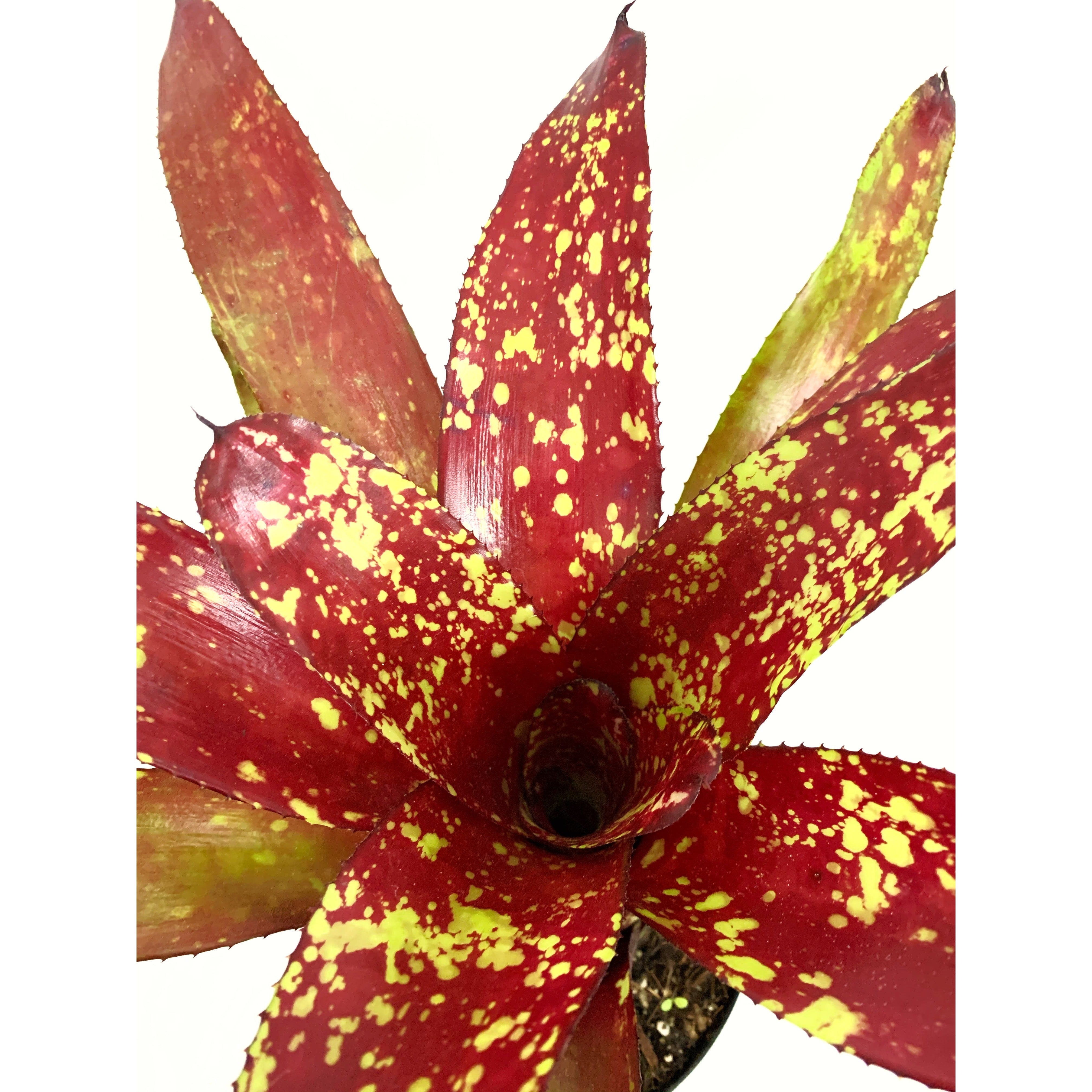 Neoregelia Paprika