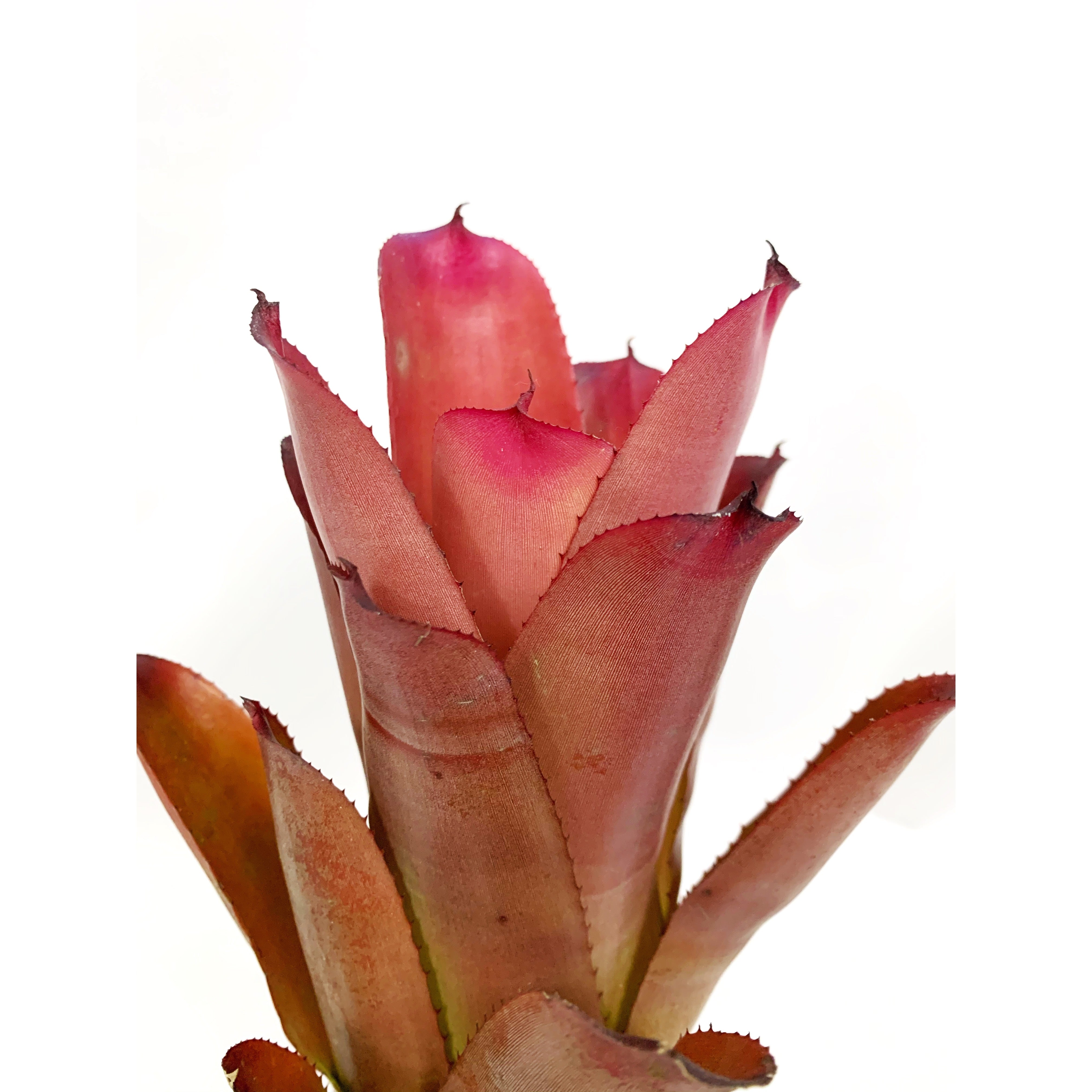 Neoregelia Cruenta Red