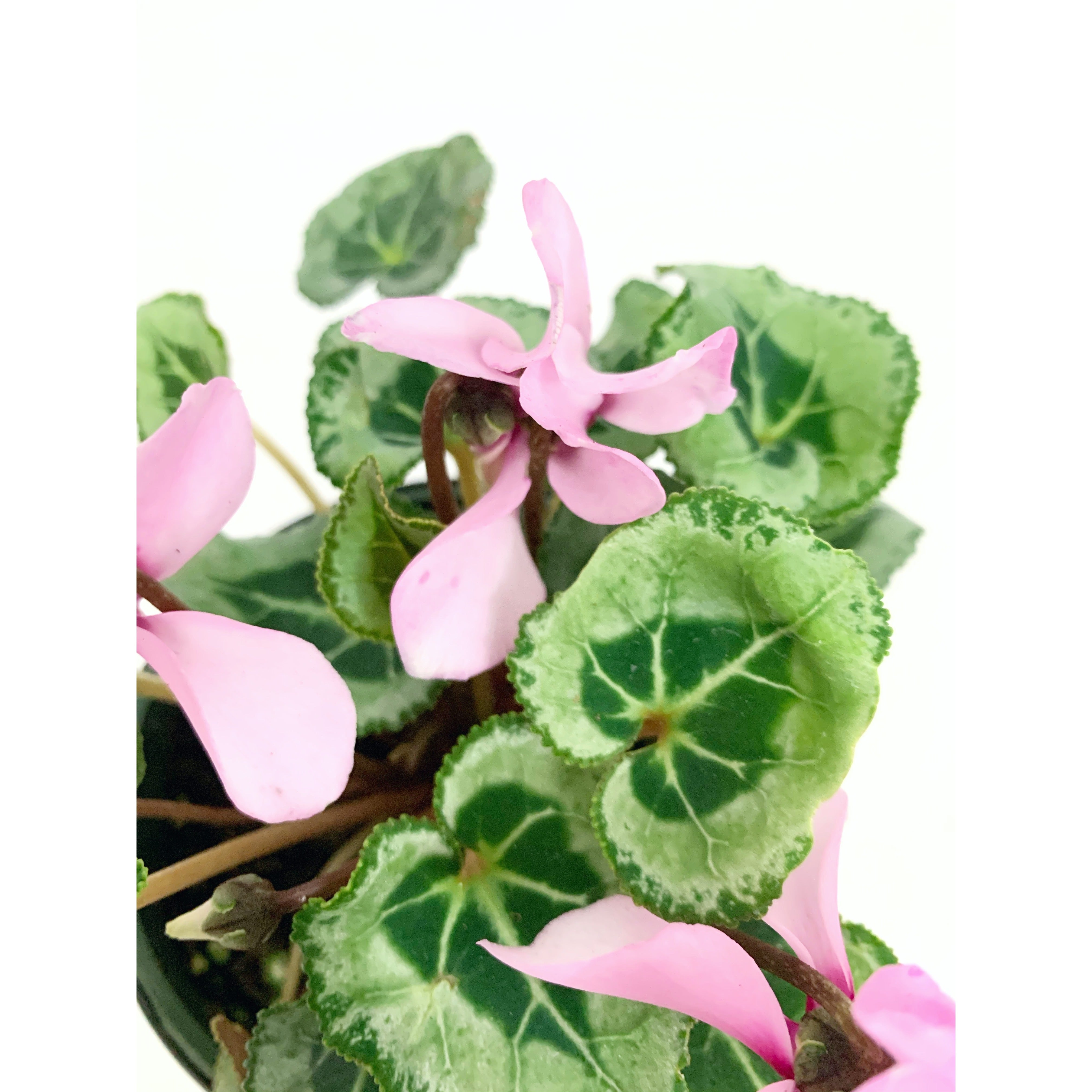 Cyclamen Pink Fancy
