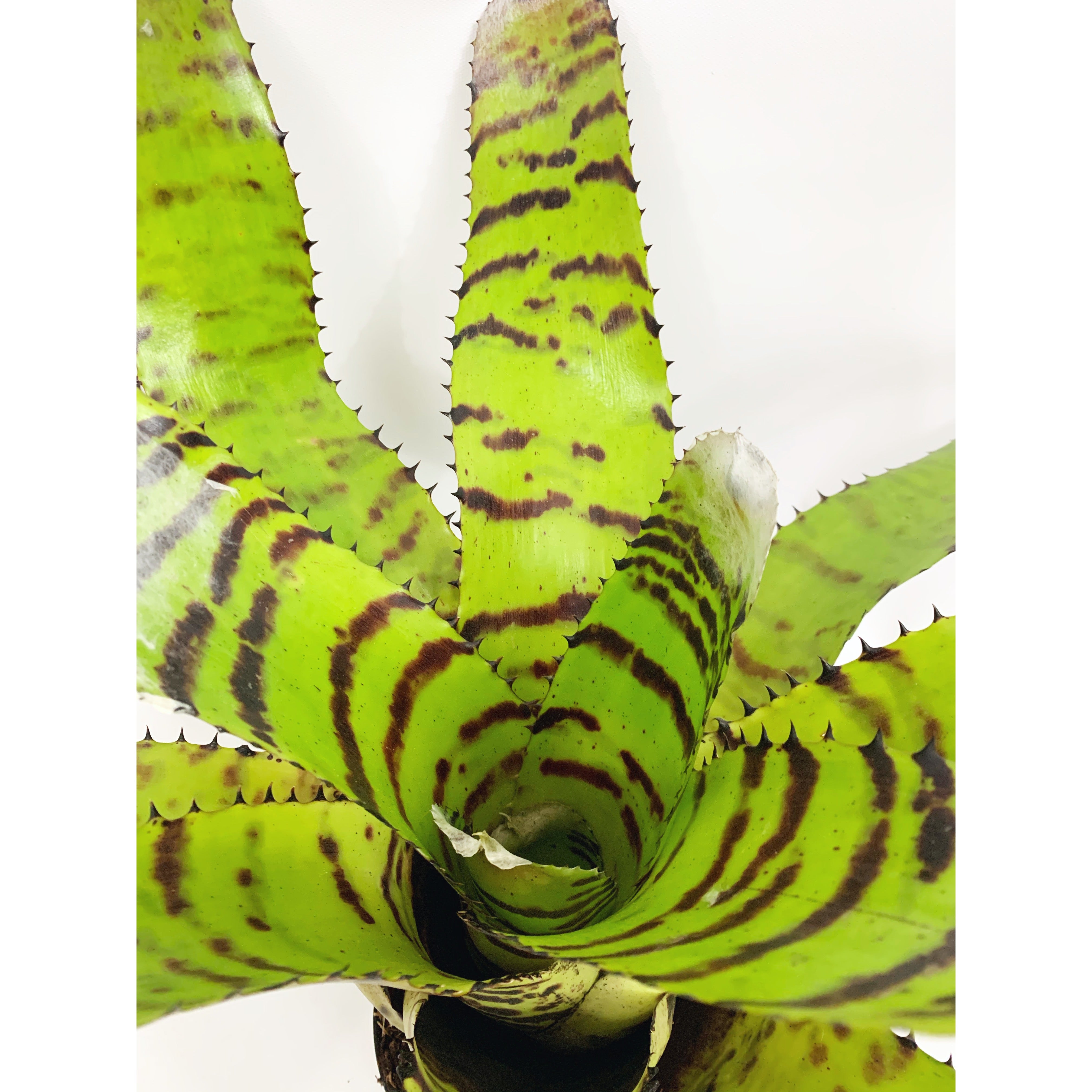 Neoregelia Tiger
