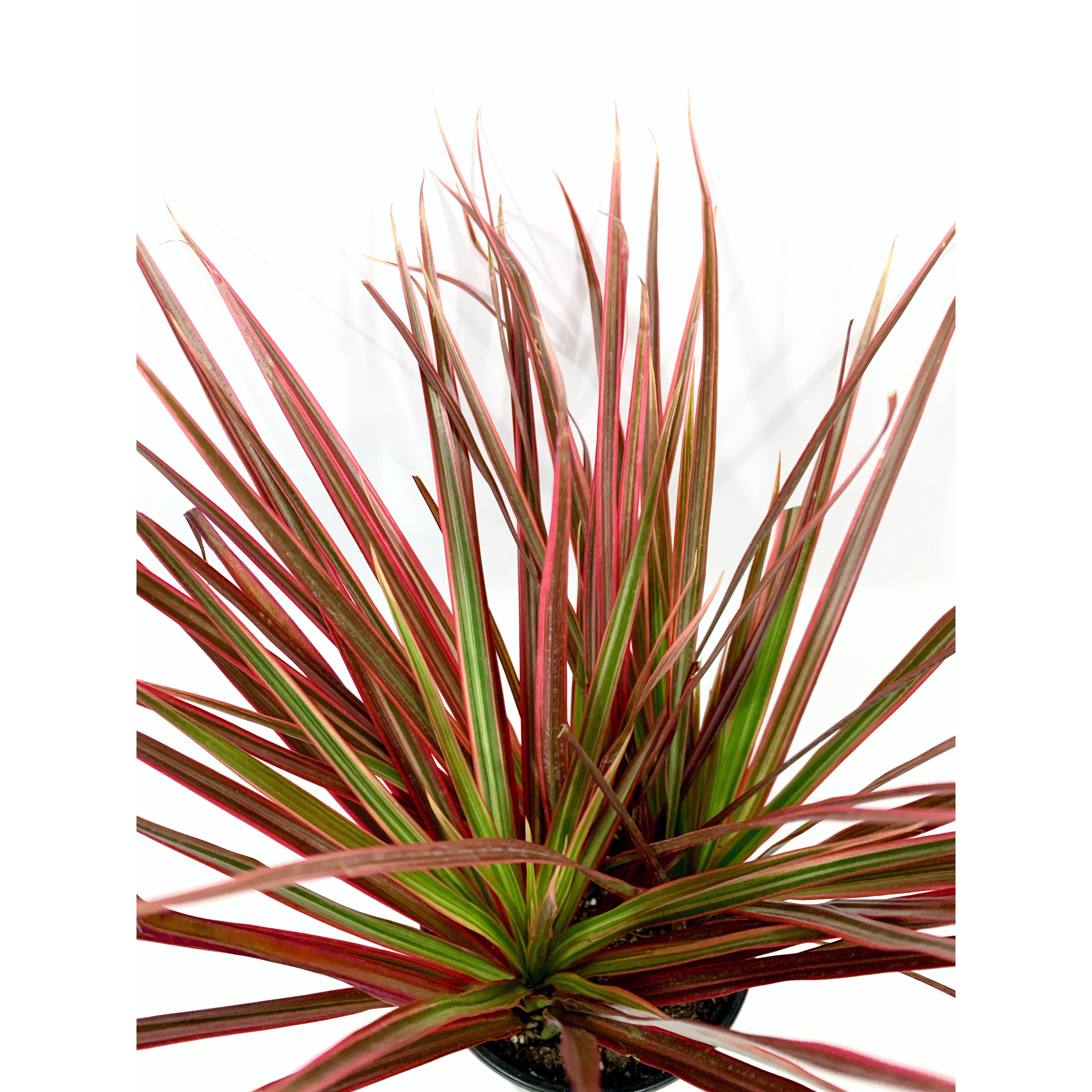 Dracena Marginata Colorama