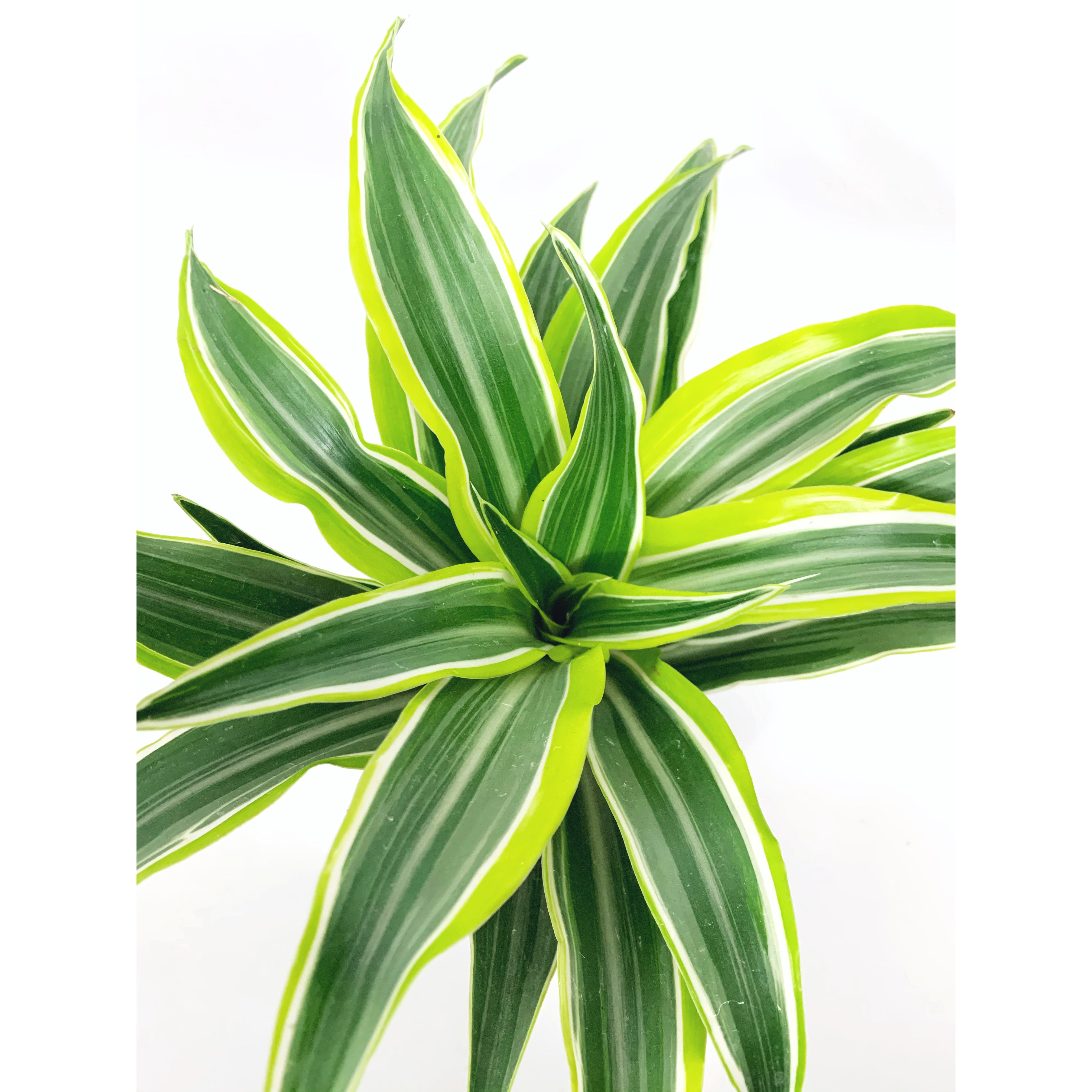 Dracena Lemon Lime