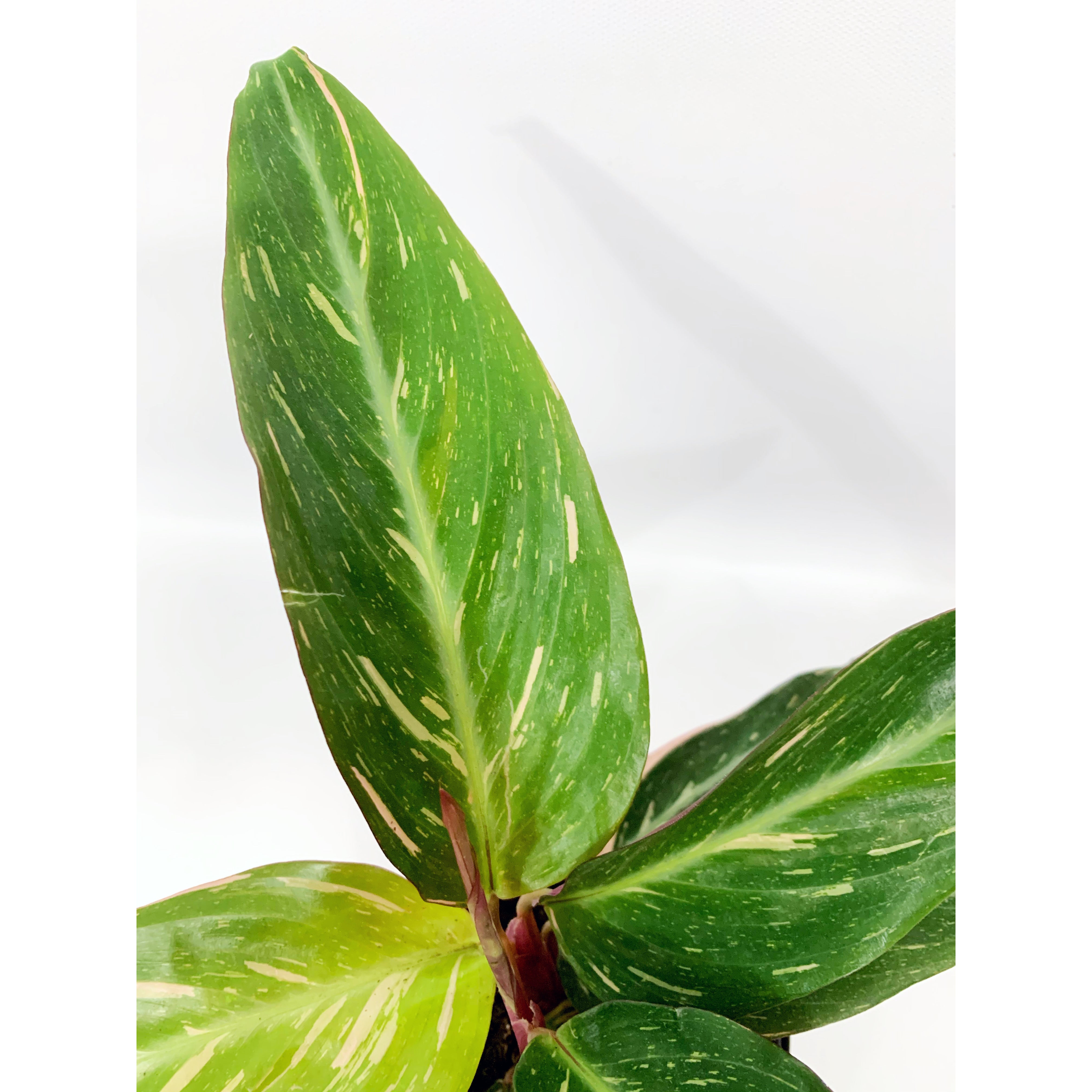 Calathea Magic Star