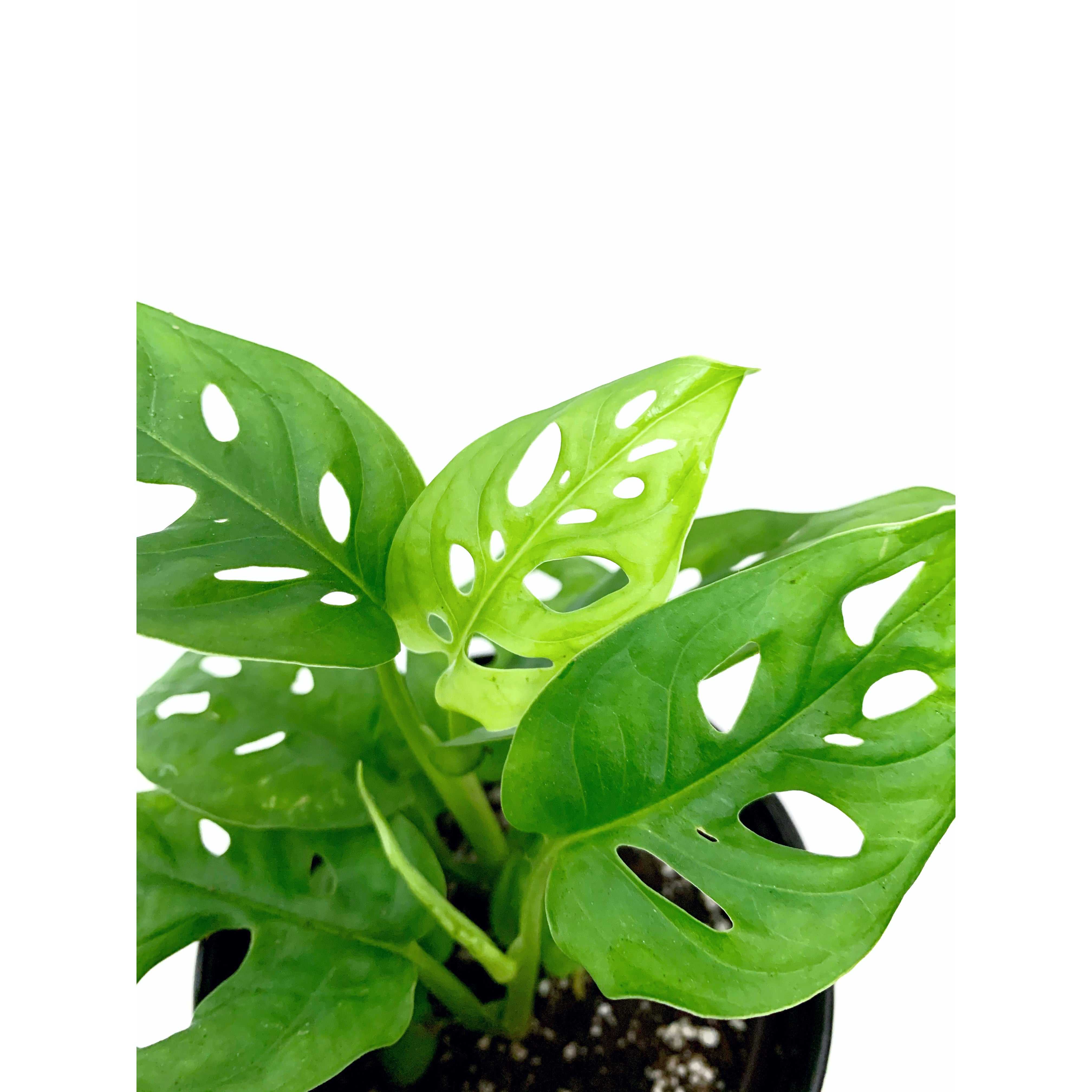 Monstera Adansonii (Wide)