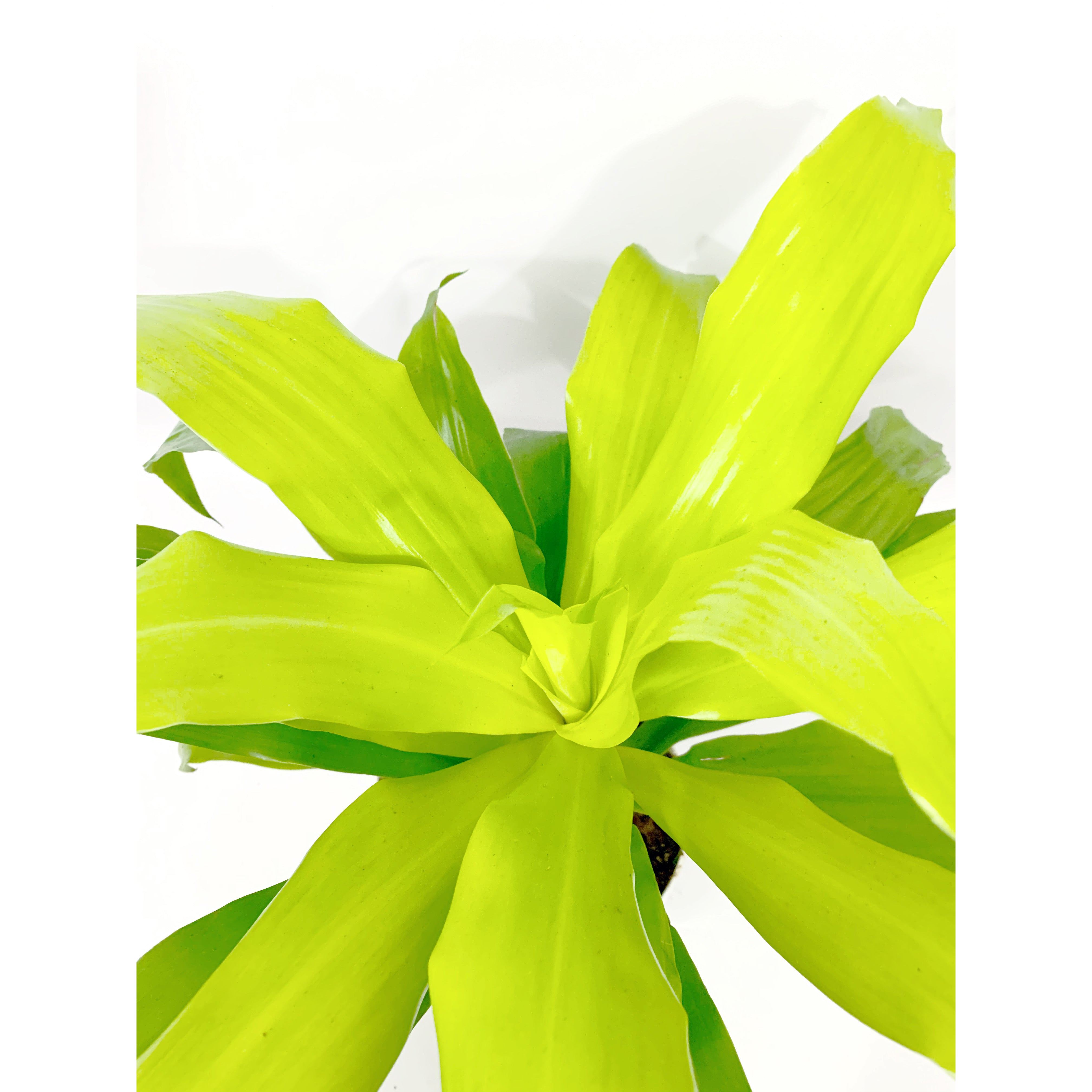 Dracena Lime Light