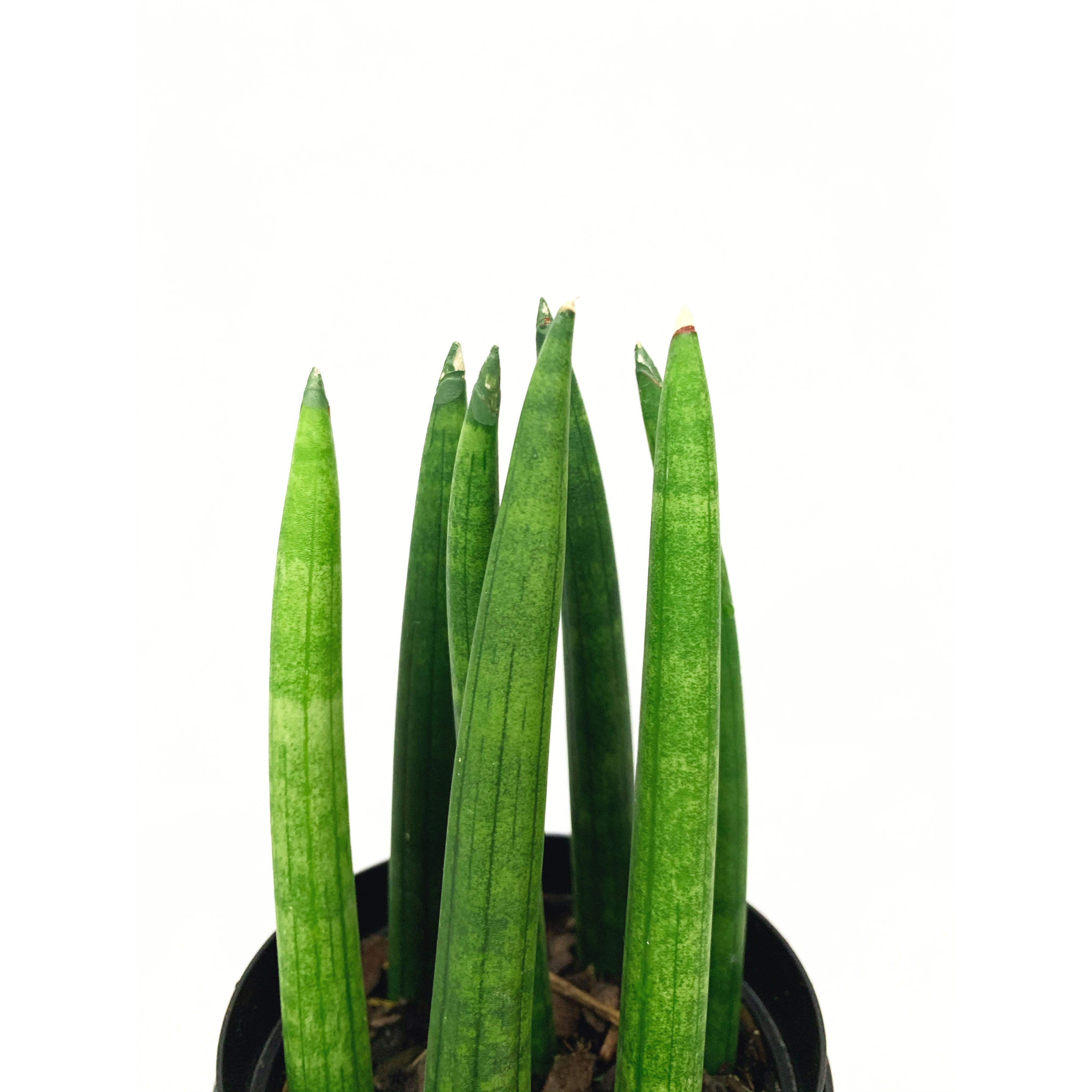 Sansevieria Cylindrica Straight
