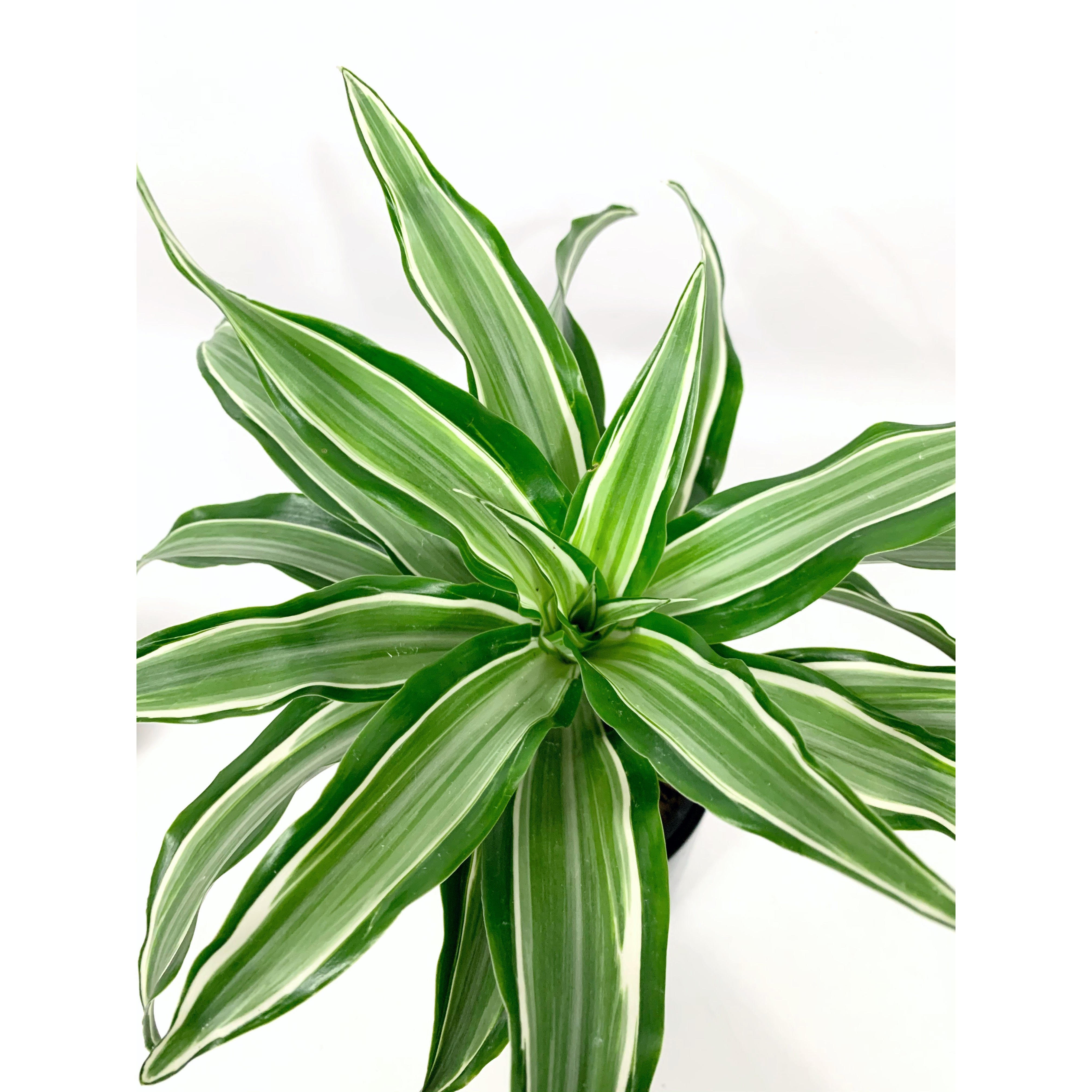 Dracena Warneckii