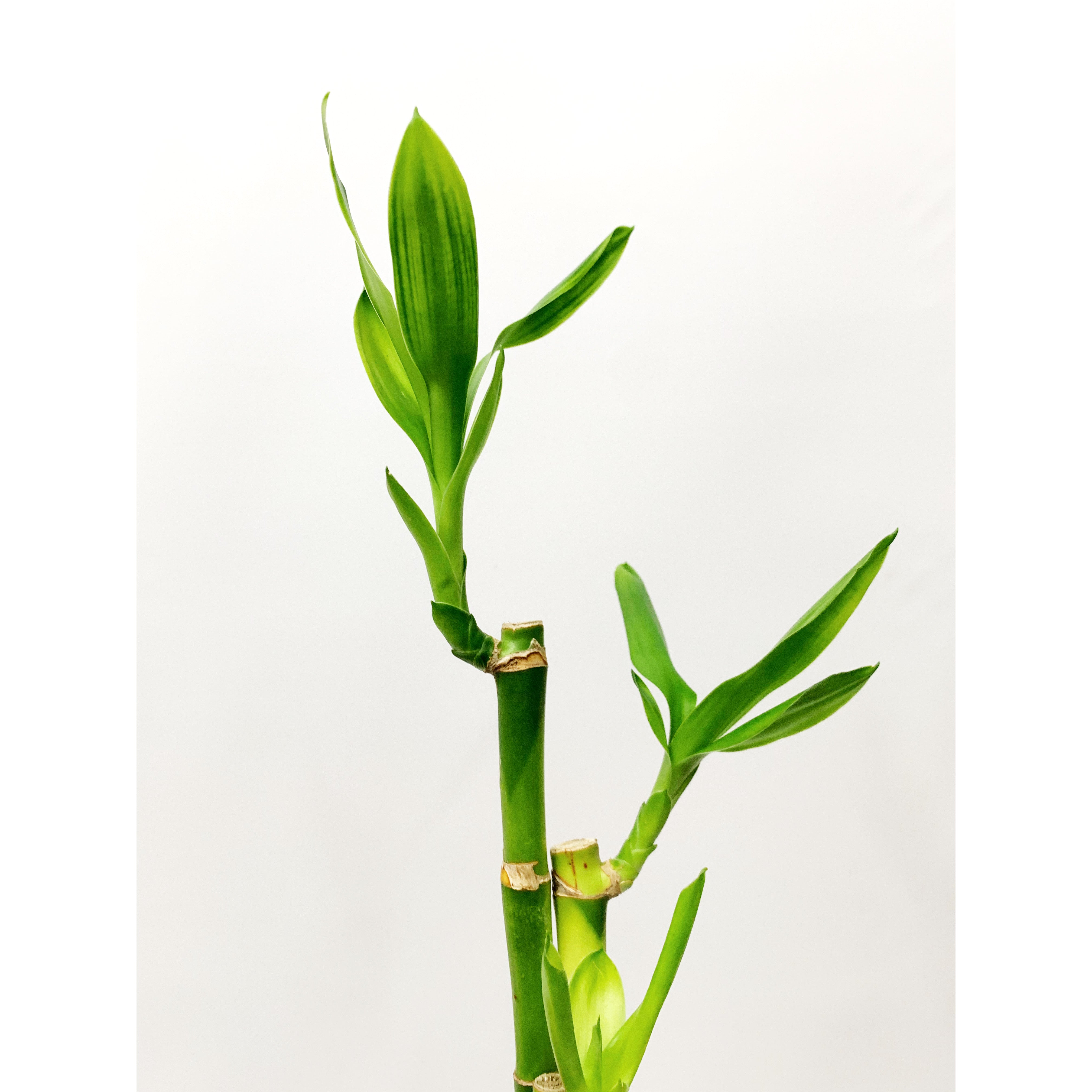 Lucky Bamboo Stalk