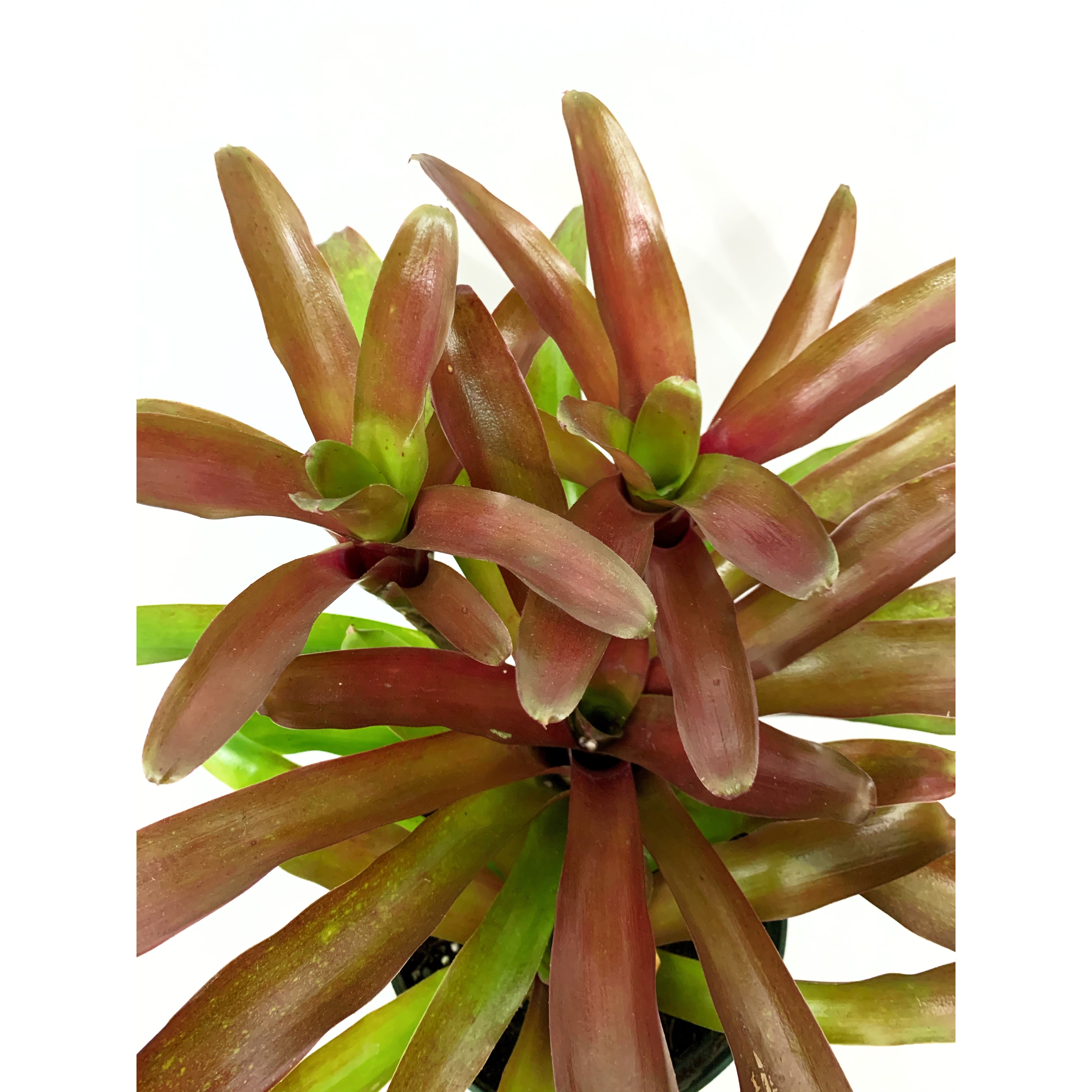 Neoregelia Fireball