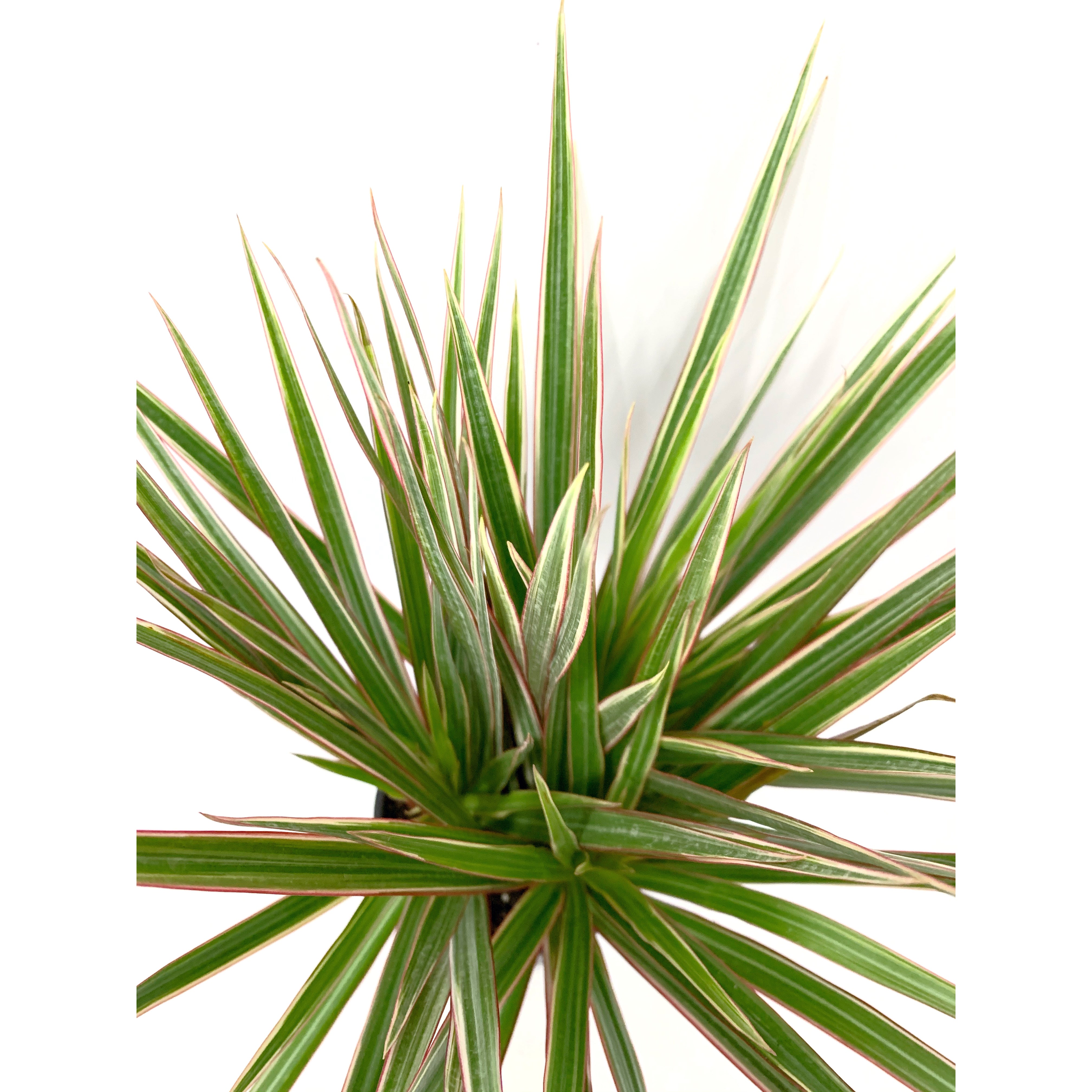 Dracena Marginita Tricolor